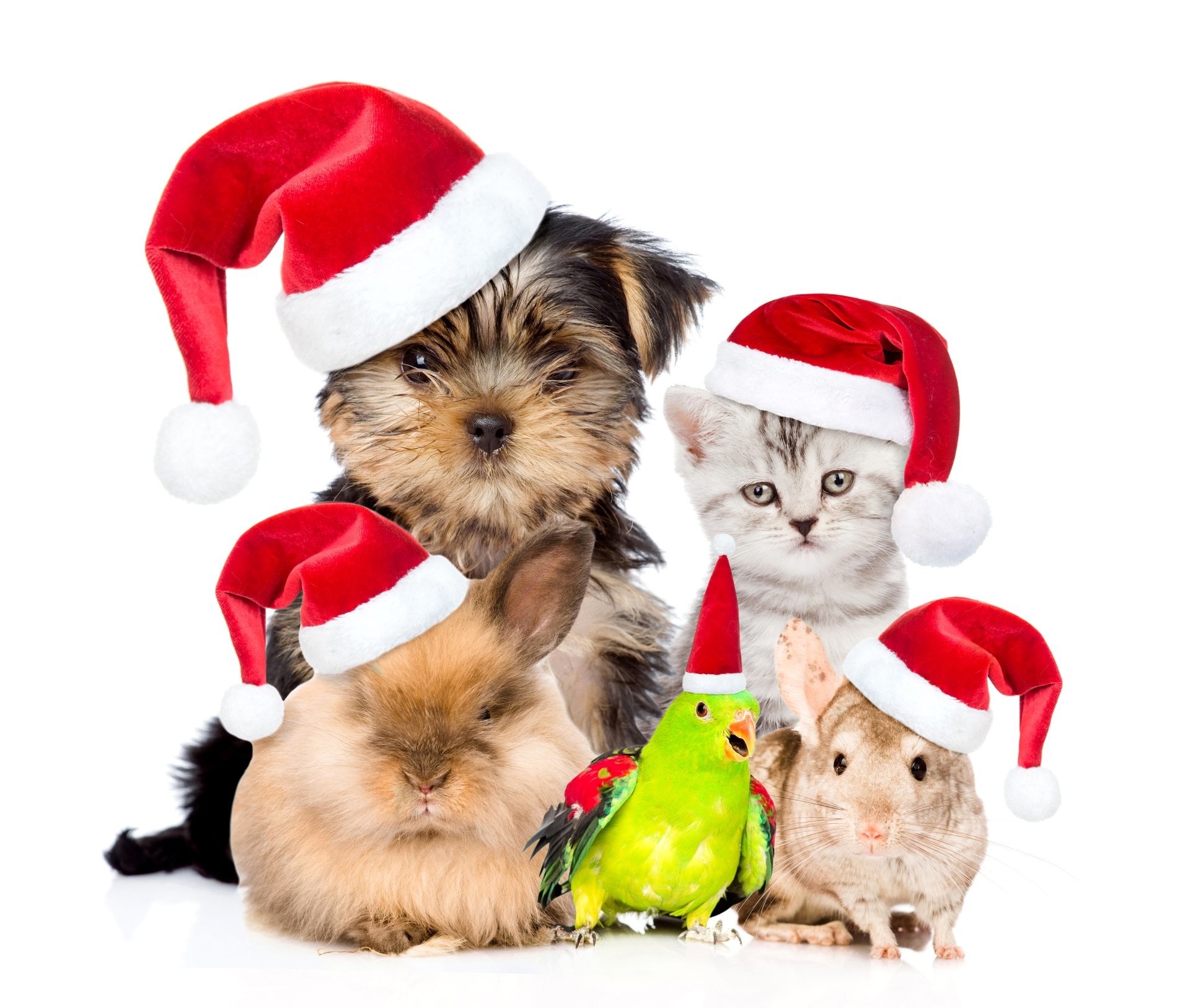 1920x1627 Animal Pets Holiday Christmas Pet Puppy Kitten Hamster Guinea Pig Parrot  Santa Hat Bird Wallpaper