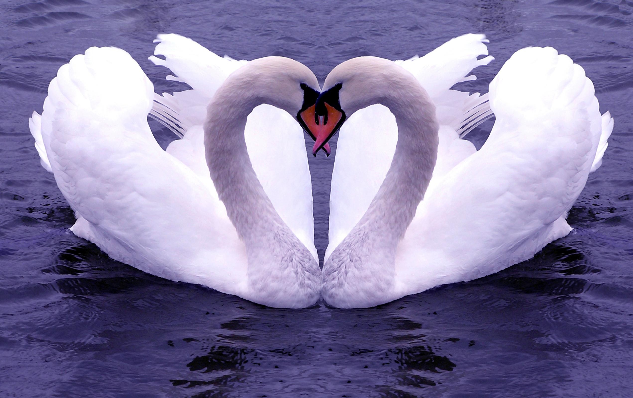 décor nirmal 80 cm white swans picture, cute swan wallpaper, most  decorative swan pictures, full hd swans photos, water swimming swans, black  & white photos, Fully waterpruf picture, size [80x50] Self Adhesive
