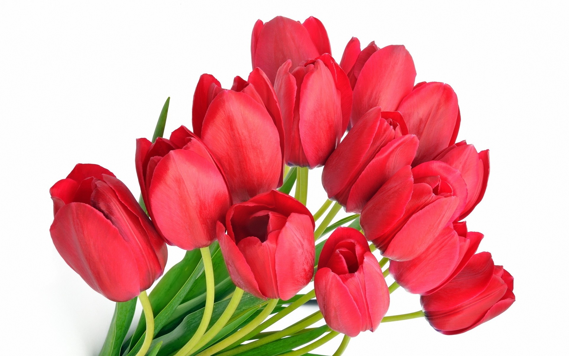 1920x1200  Wallpaper tulips, red, flower, background