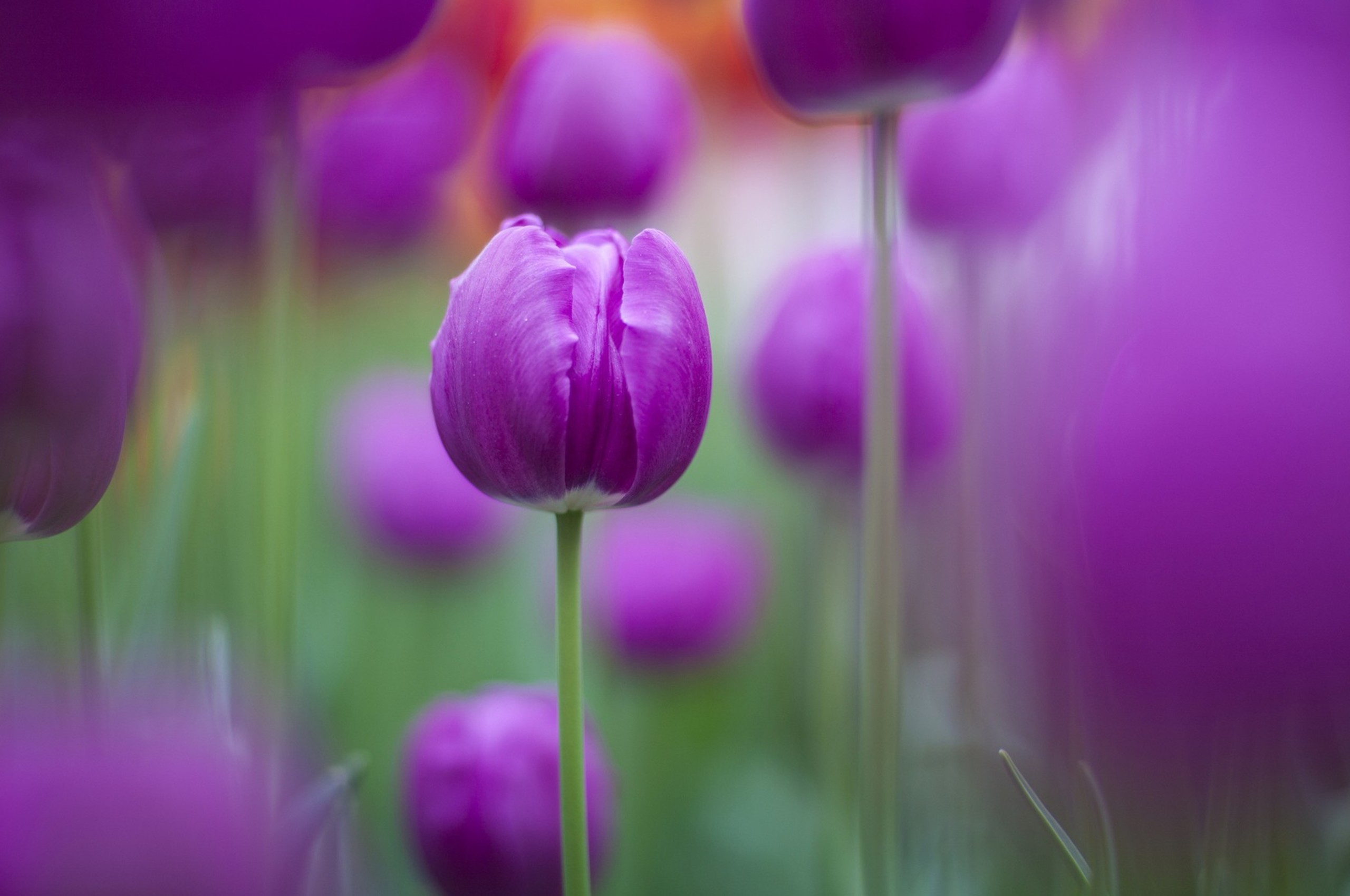 2560x1700 purple-colour-tulips.jpg