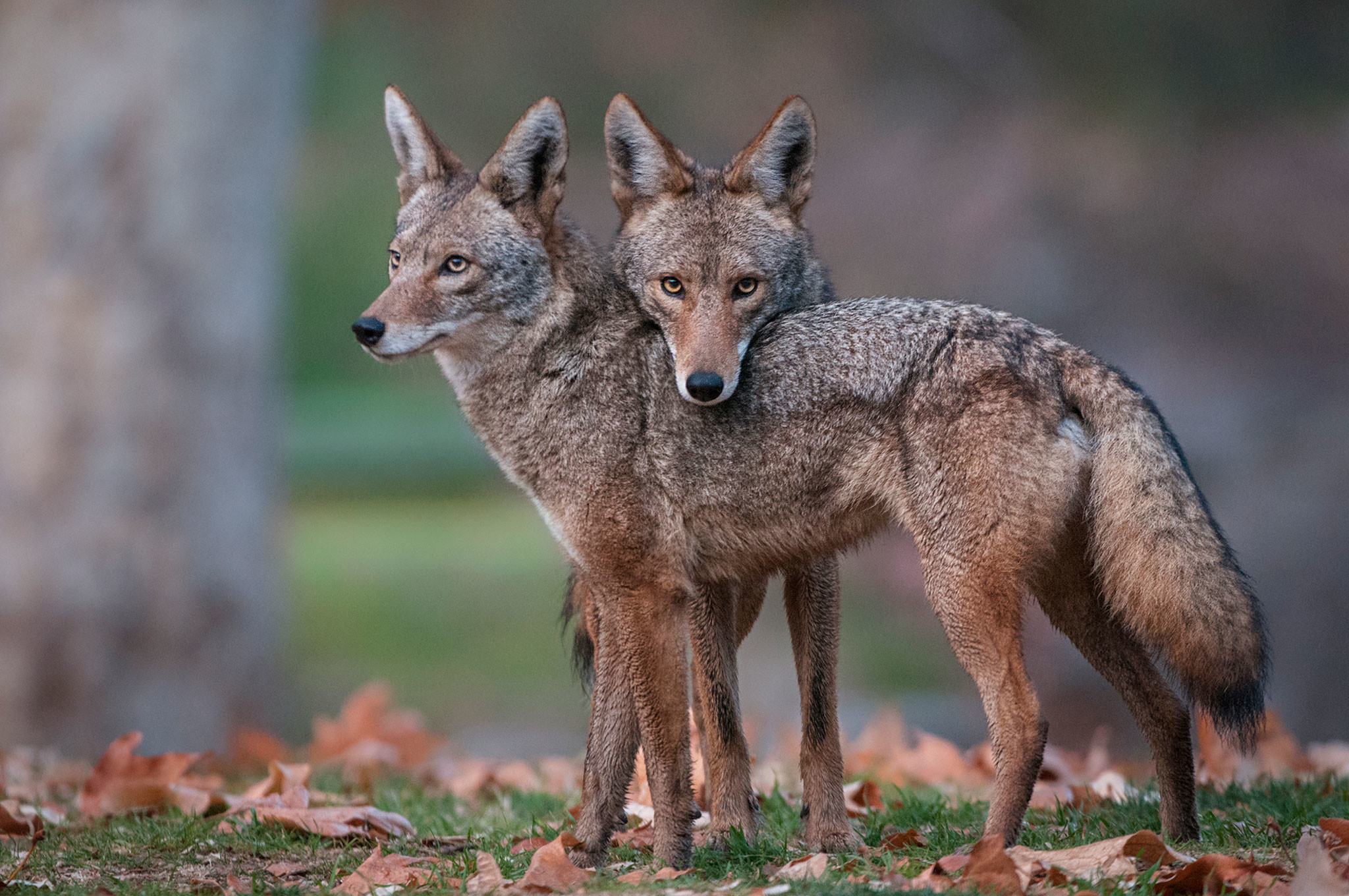 2048x1360 Coyote (Jackal) Animals Images, Photos HD Wallpapers