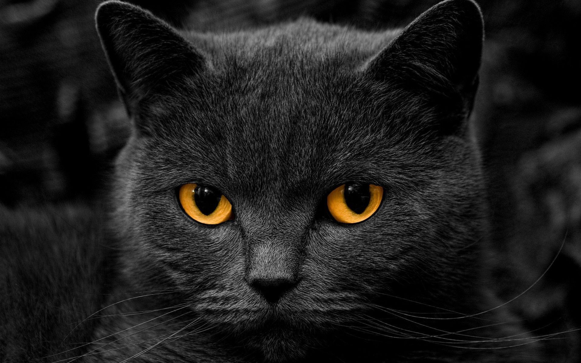 1920x1200 Awesome 5 Cool Black Cat Wallpaper With Resolution 1920 x 1920