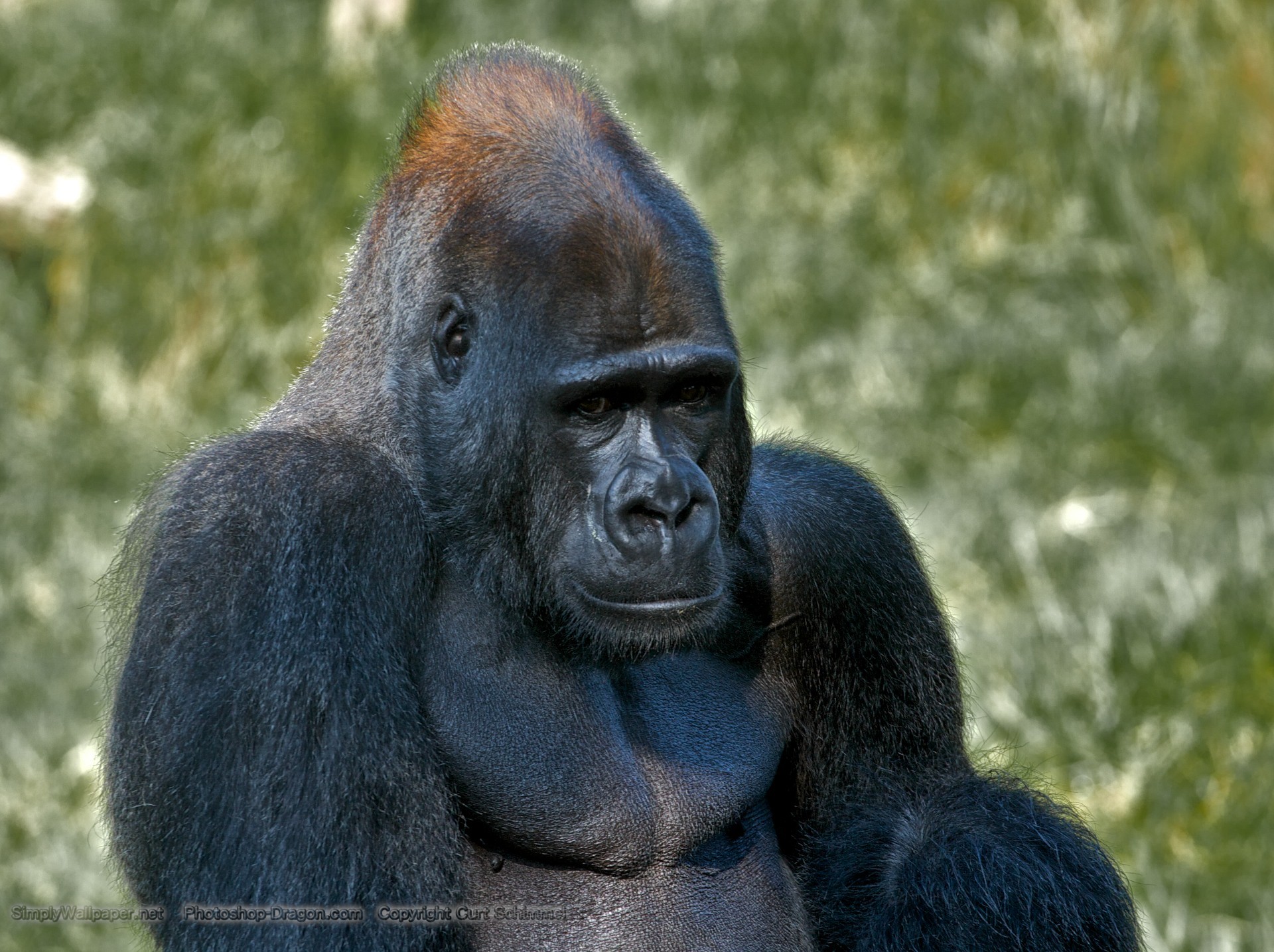 1920x1435 Silverback Gorilla wallpaper - Click picture for high resolution HD  wallpaper