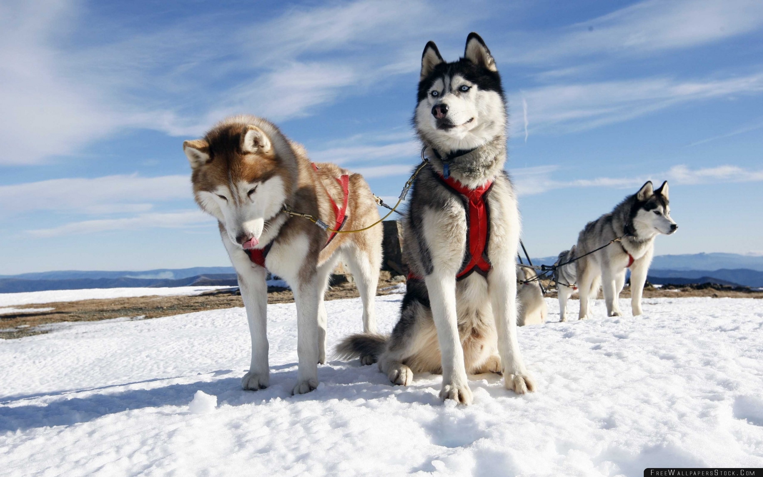 2560x1600 husky couple dogs snow alaska wallpaper - free wallpapers stock