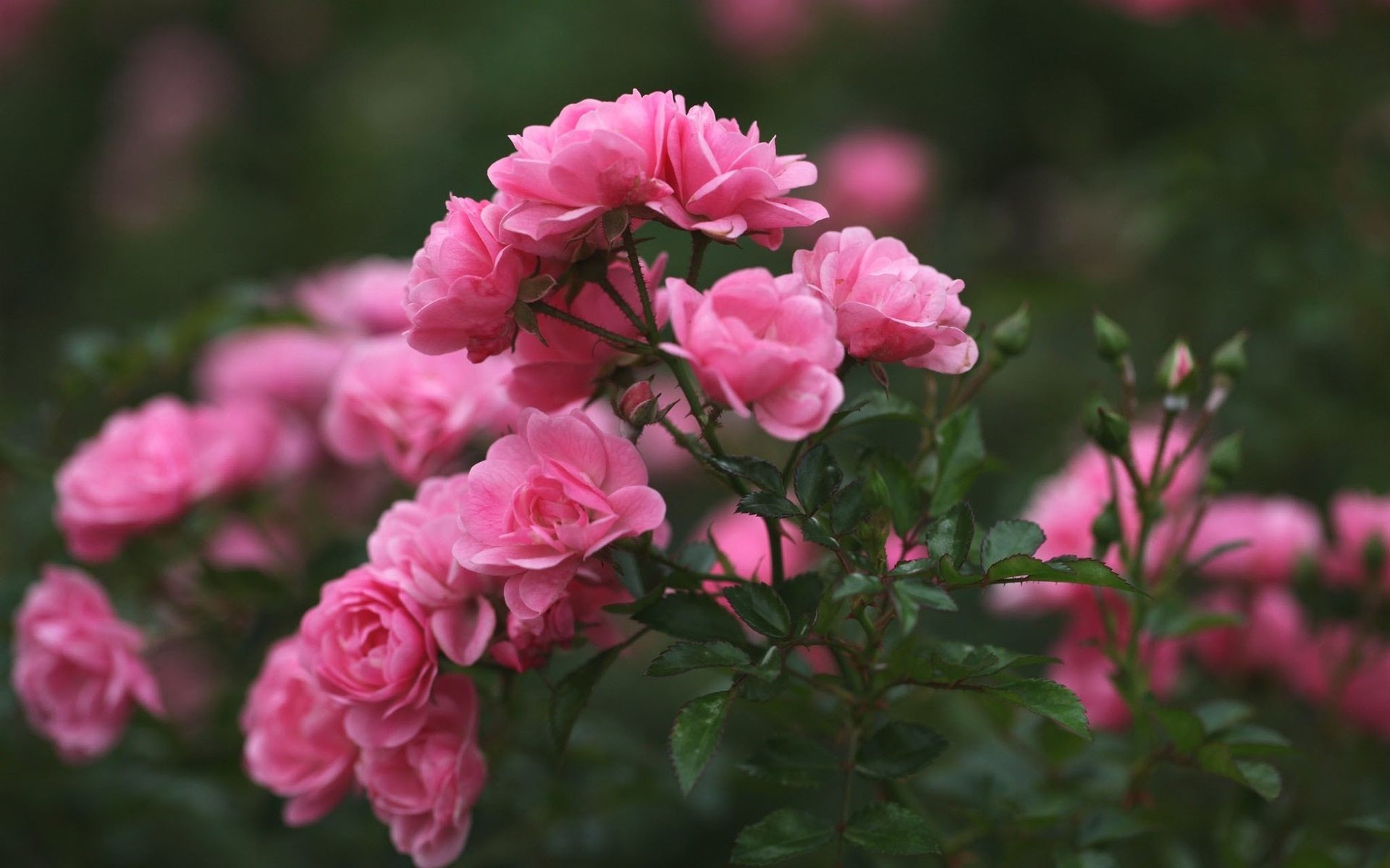 1920x1200 Collection of Desktop Backgrounds Flowers Roses on HDWallpapers 1920Ã1080 Pink  Rose Desktop Wallpapers (