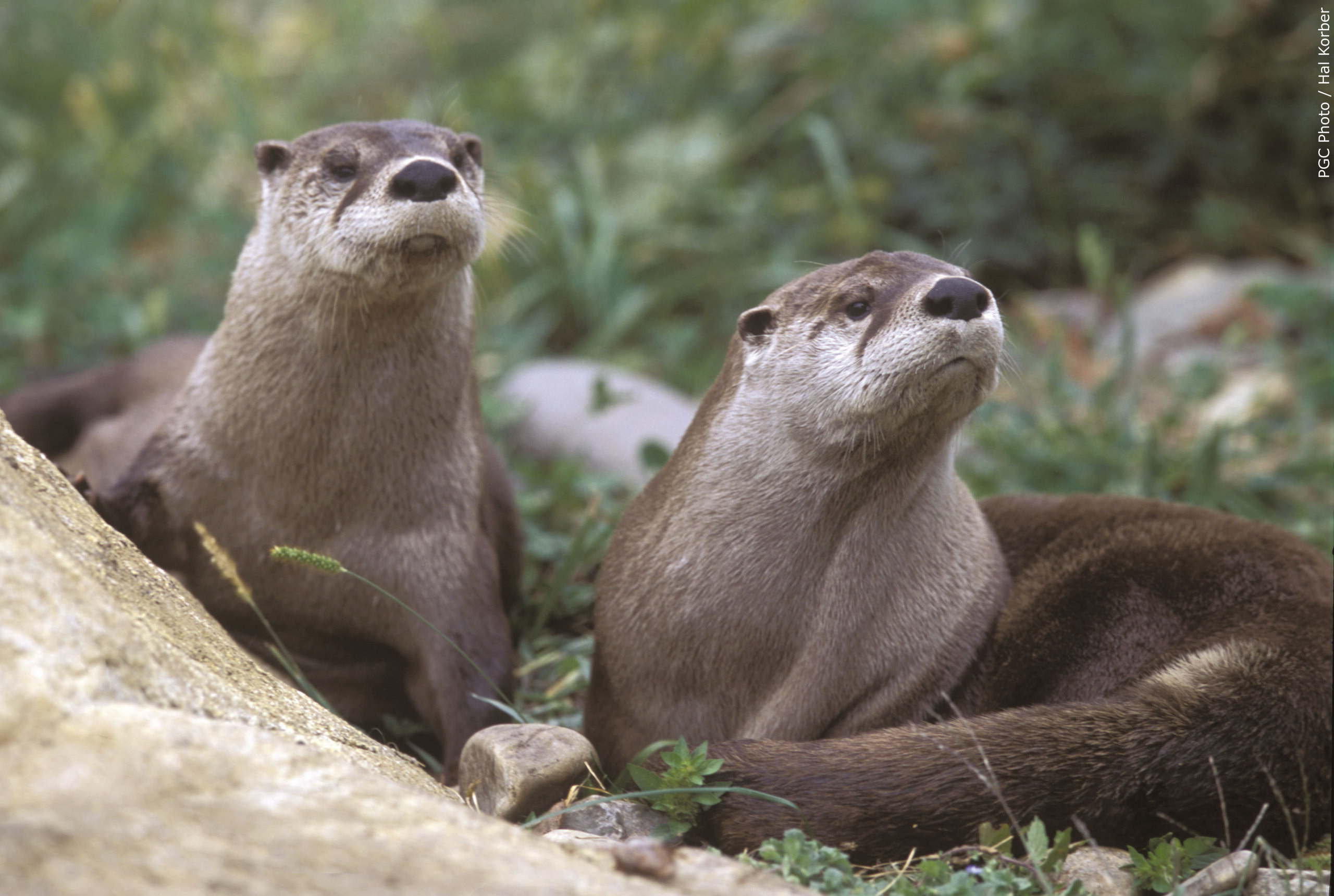 2560x1721 Otters images otter HD wallpaper and background photos
