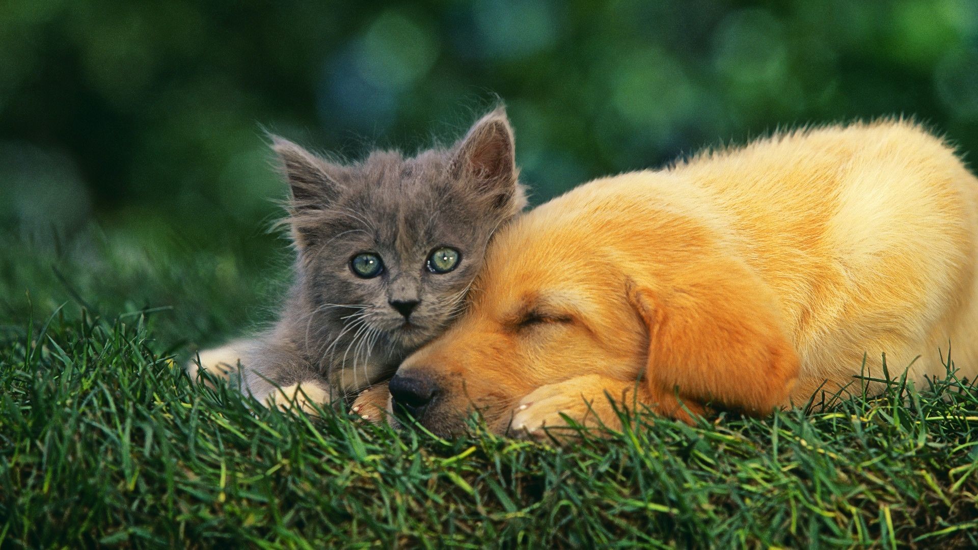 1920x1080 cat and dog wallpaper
