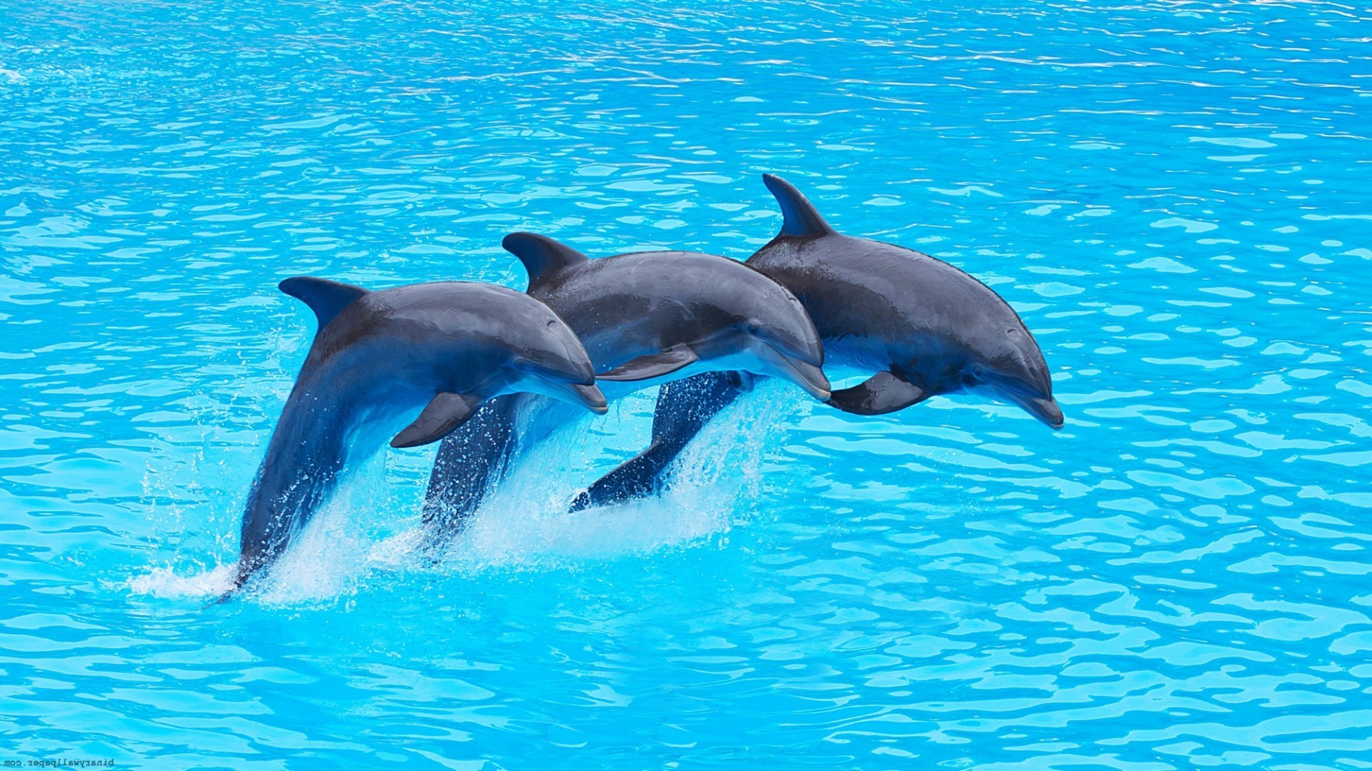 1920x1080 three dolphins jumping