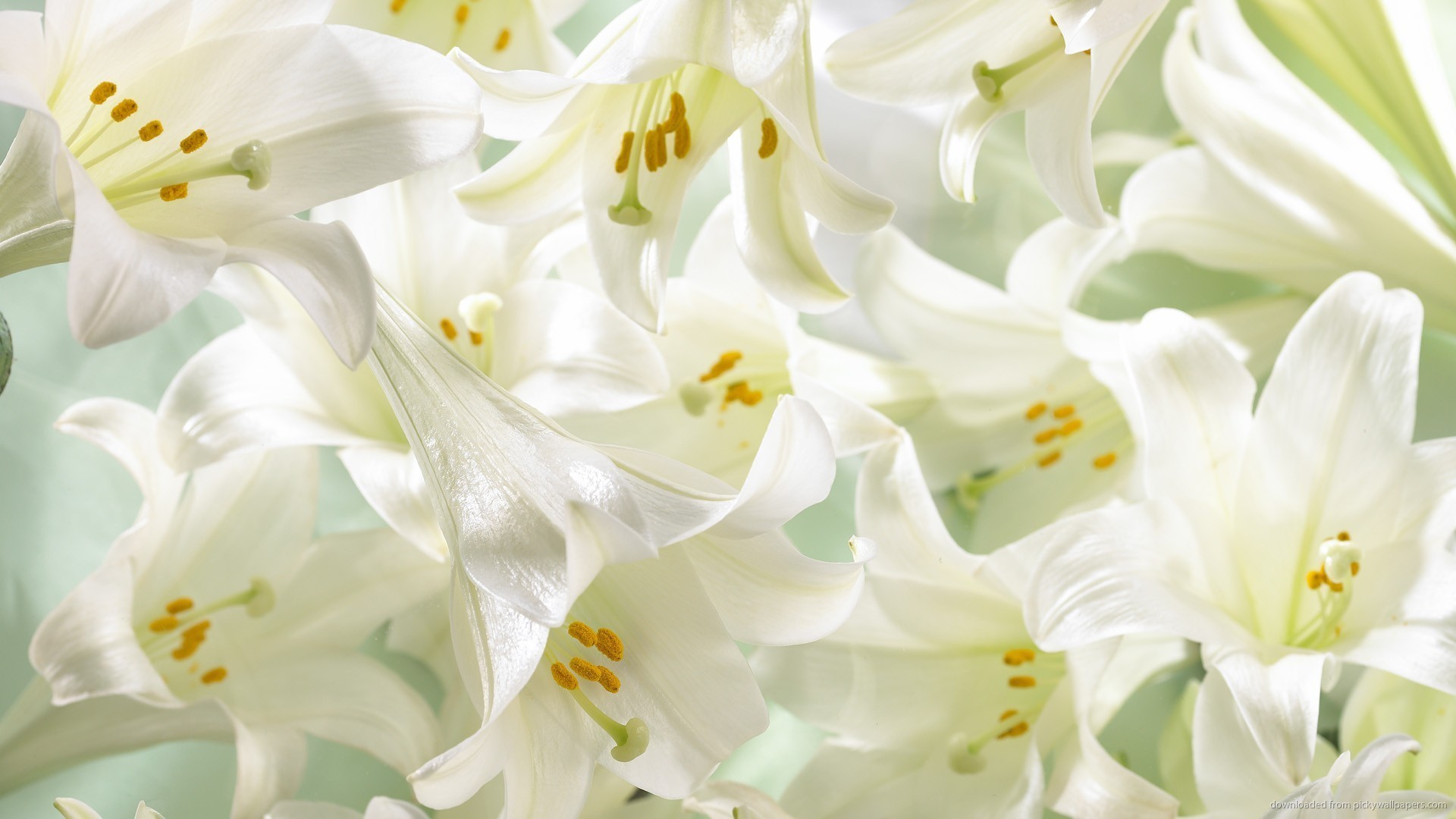 1920x1080 White lilies picture