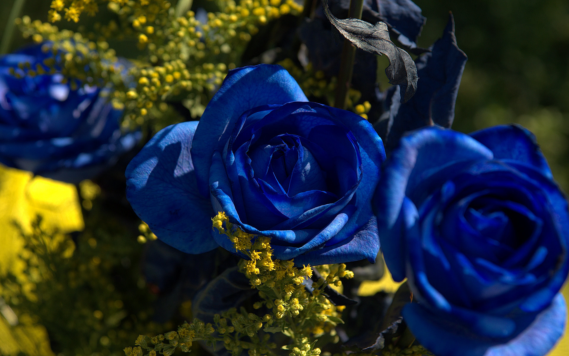 Blue Roses Wallpaper (58+ images)