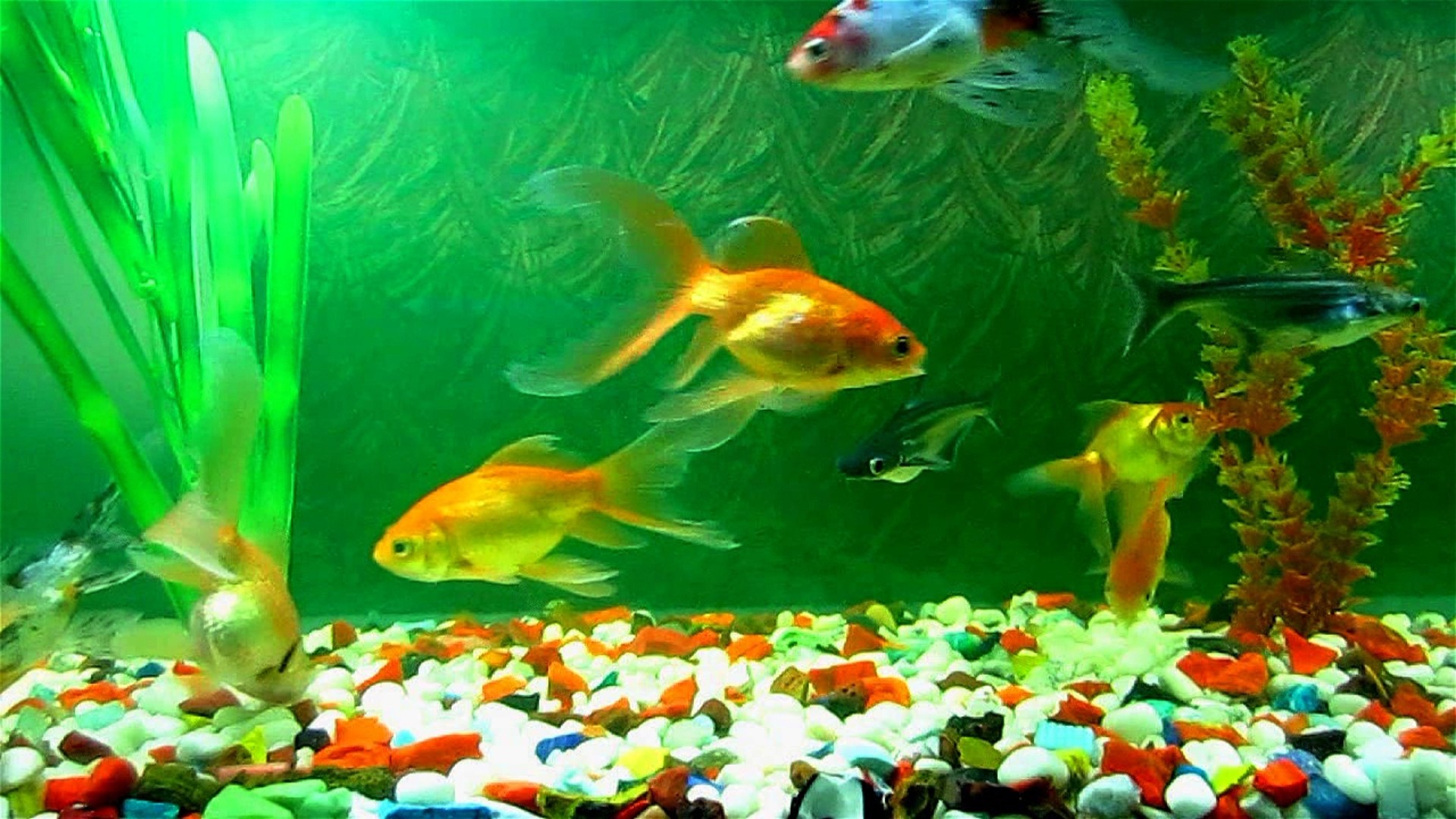 1920x1080 Tropical Fish Beautiful HD Wallpapers Aquarium Fish Tank Wallpaper HD 1080p