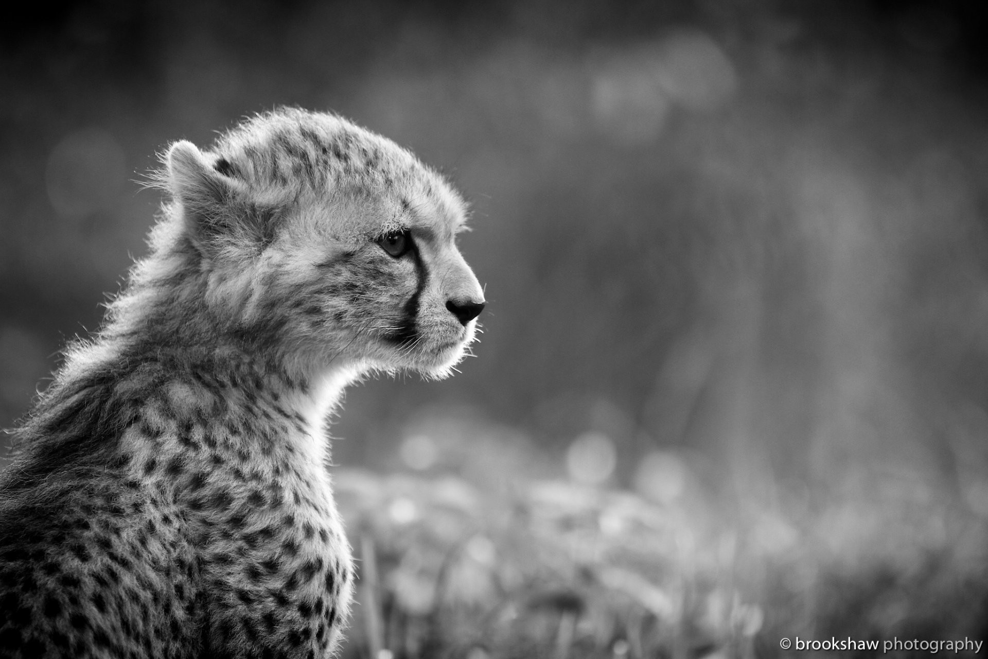 1920x1280 cheetah young wild cat predator face section black and white