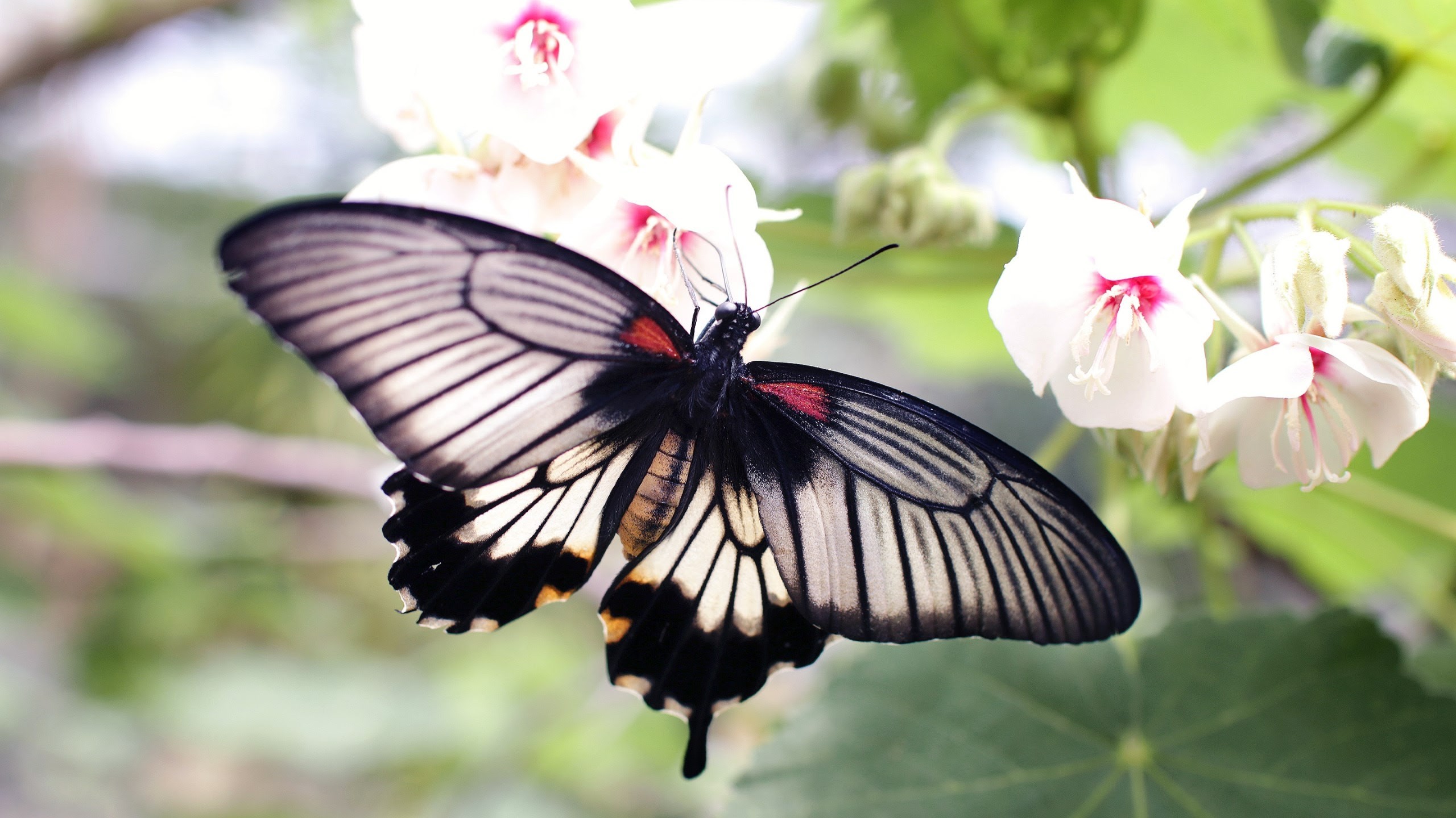 2560x1440 New HD wallpaper with marvelous Black Butterfly on White Flowers Â· Download  the free picture from links listed below at 2K, HD and Wide sizes for apply  in ...
