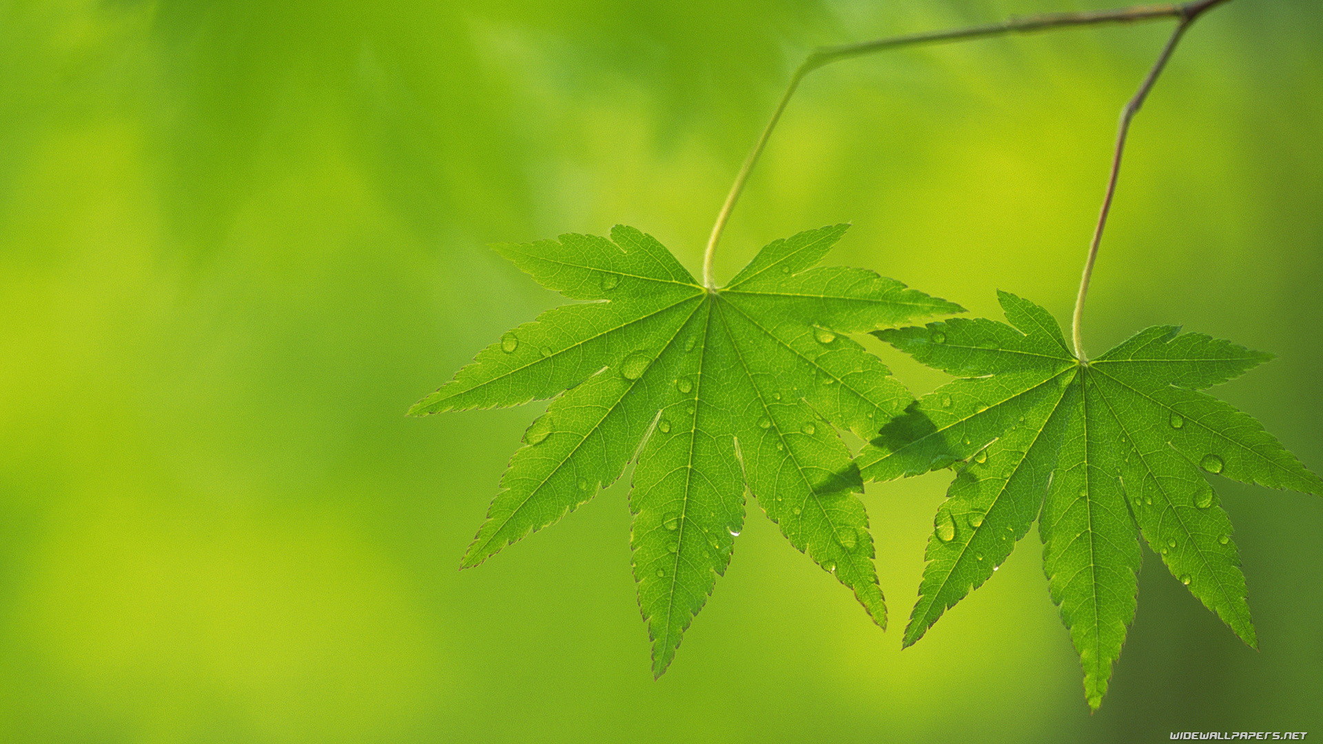 1920x1080 Wide wallpapers Green leaves