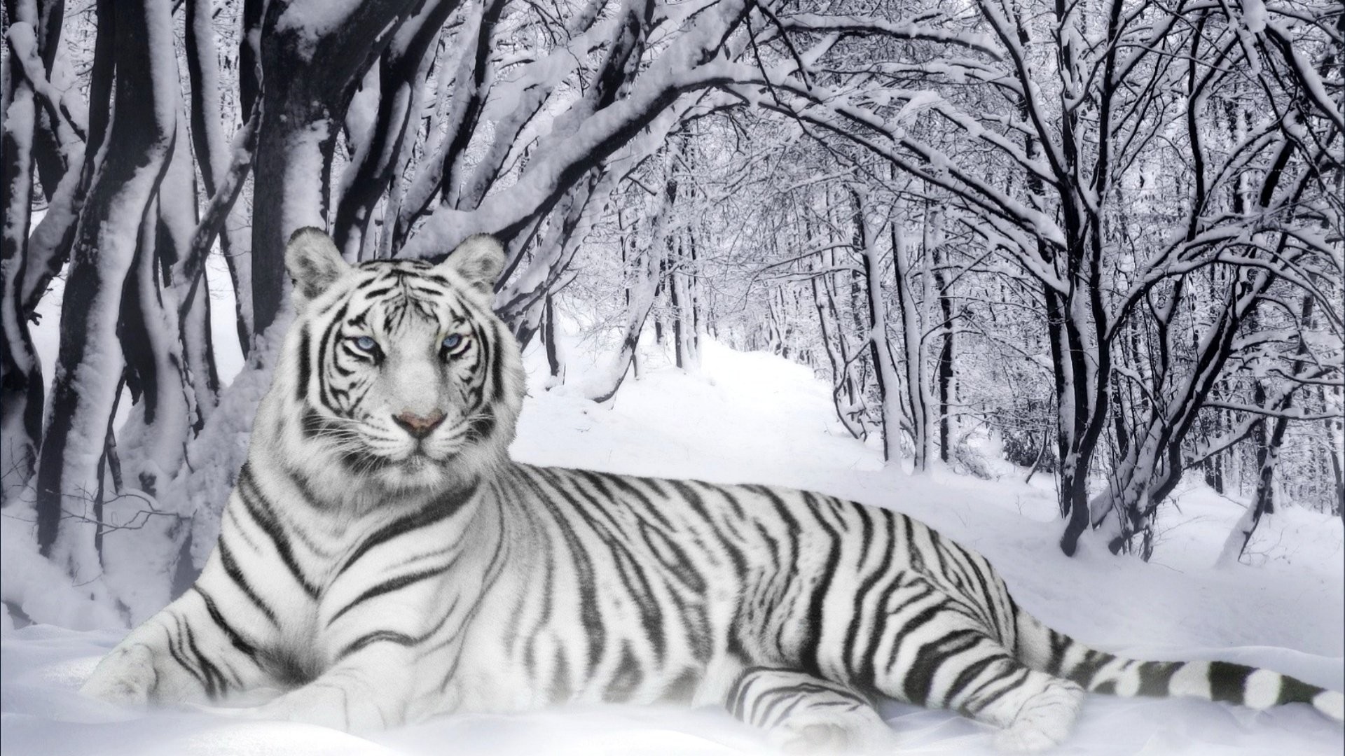 1920x1080 Animal - White Tiger Wallpaper