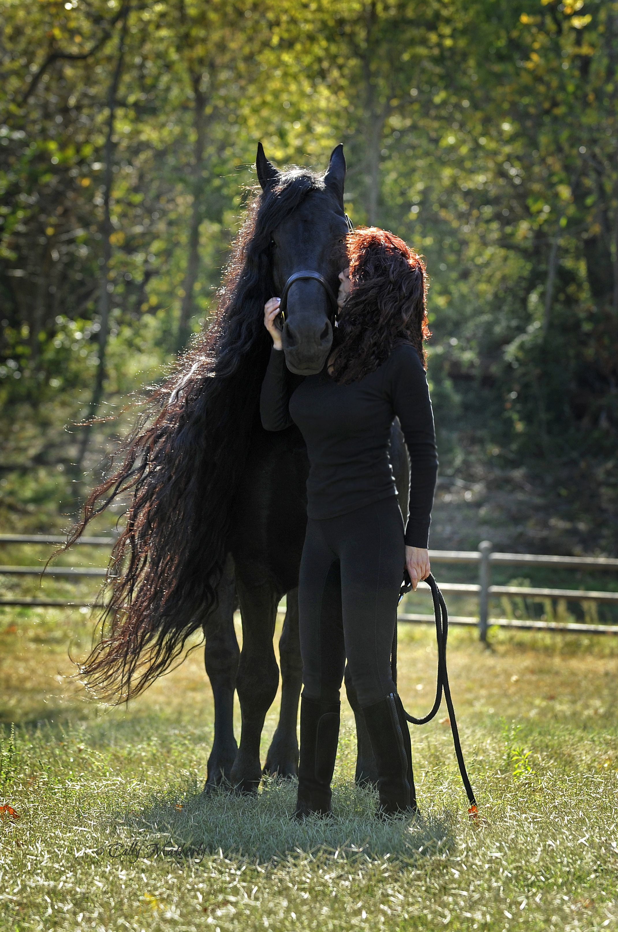 2141x3228 "In Human Arms" Frederik the Great, Friesian Stallion. "