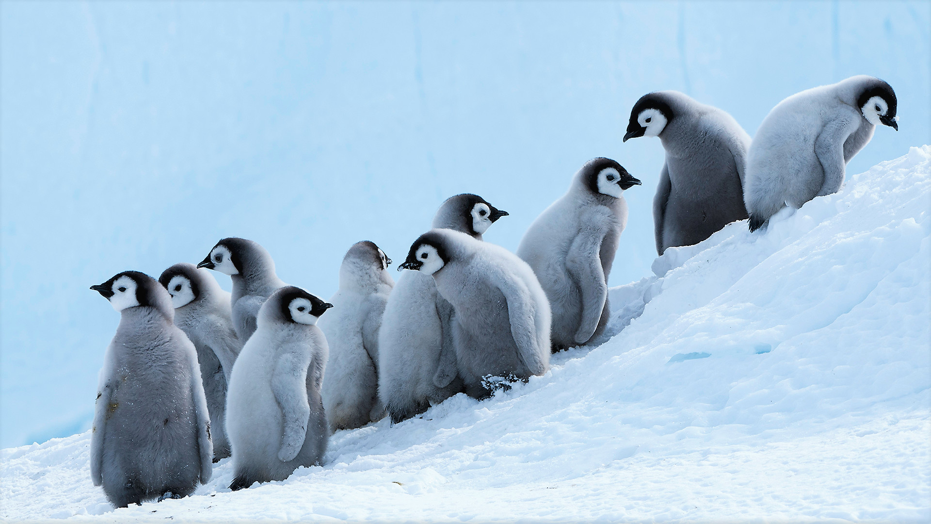 1920x1080 HD Wallpaper | Background Image ID:893249.  Animal Penguin