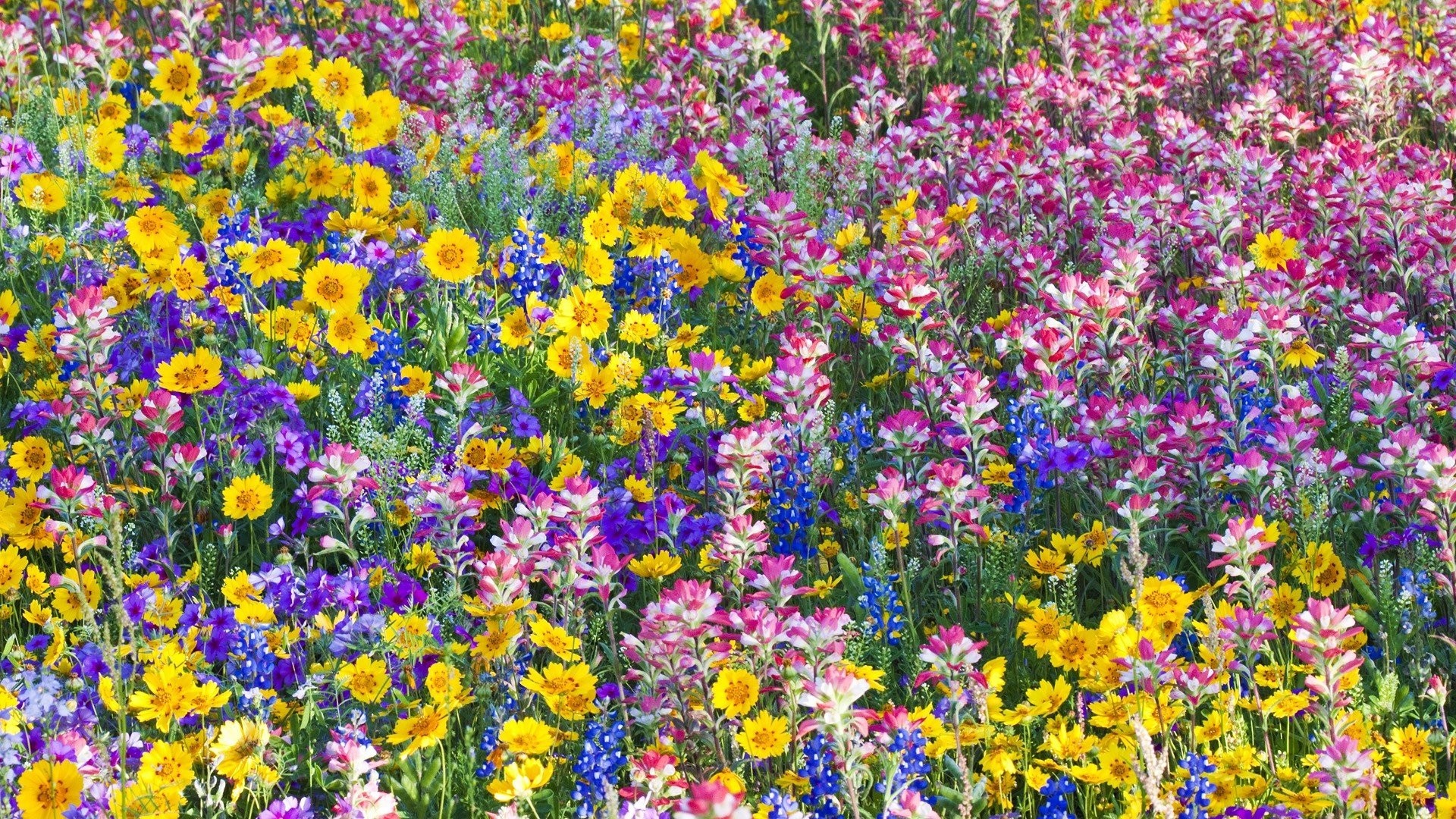 1920x1080 Flowers Bluebells Multicolor Spring Wildflowers Texas Wallpaper Nature Best  - 