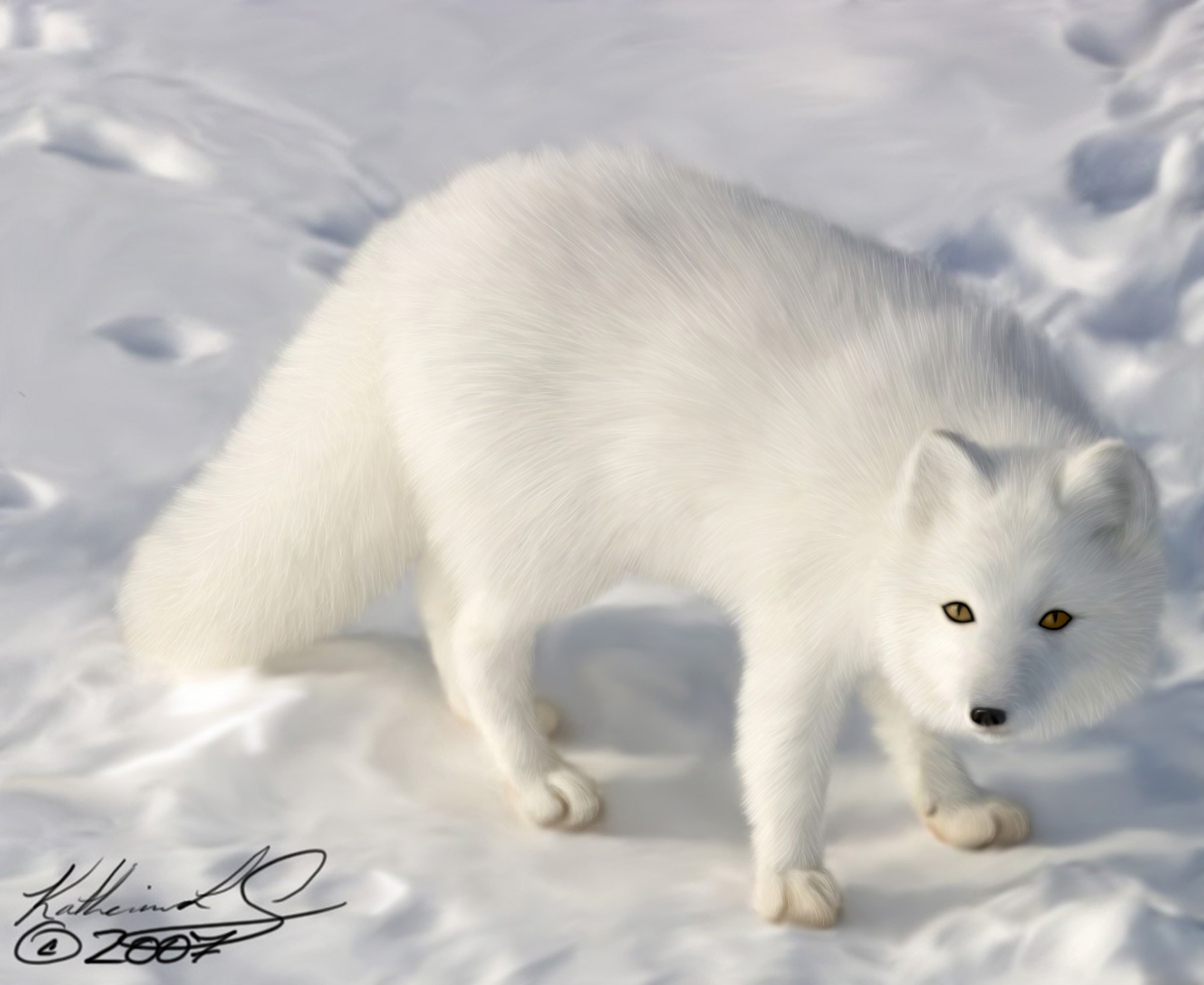 2000x1637 The arctic fox also called as white fox, snow fox or polar fox is small in  stature with a species name Vulpes Lagopus. It is seen in the Northern  Hemisphere