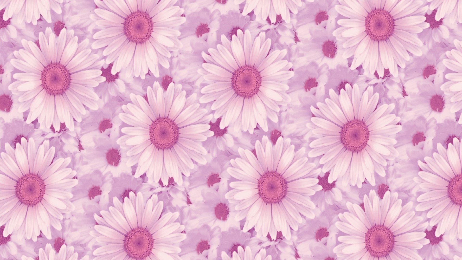 1920x1080 ... Desktop Wallpapers Â» Flowers Backgrounds Â» Gerbera Daisy Pink .