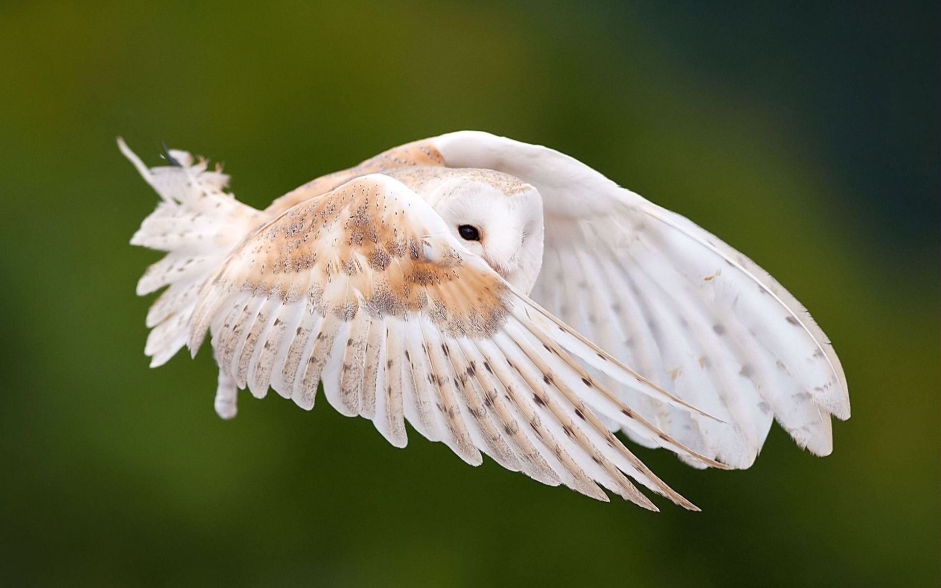 1920x1200 Photo western barn owl by wise photographie on
