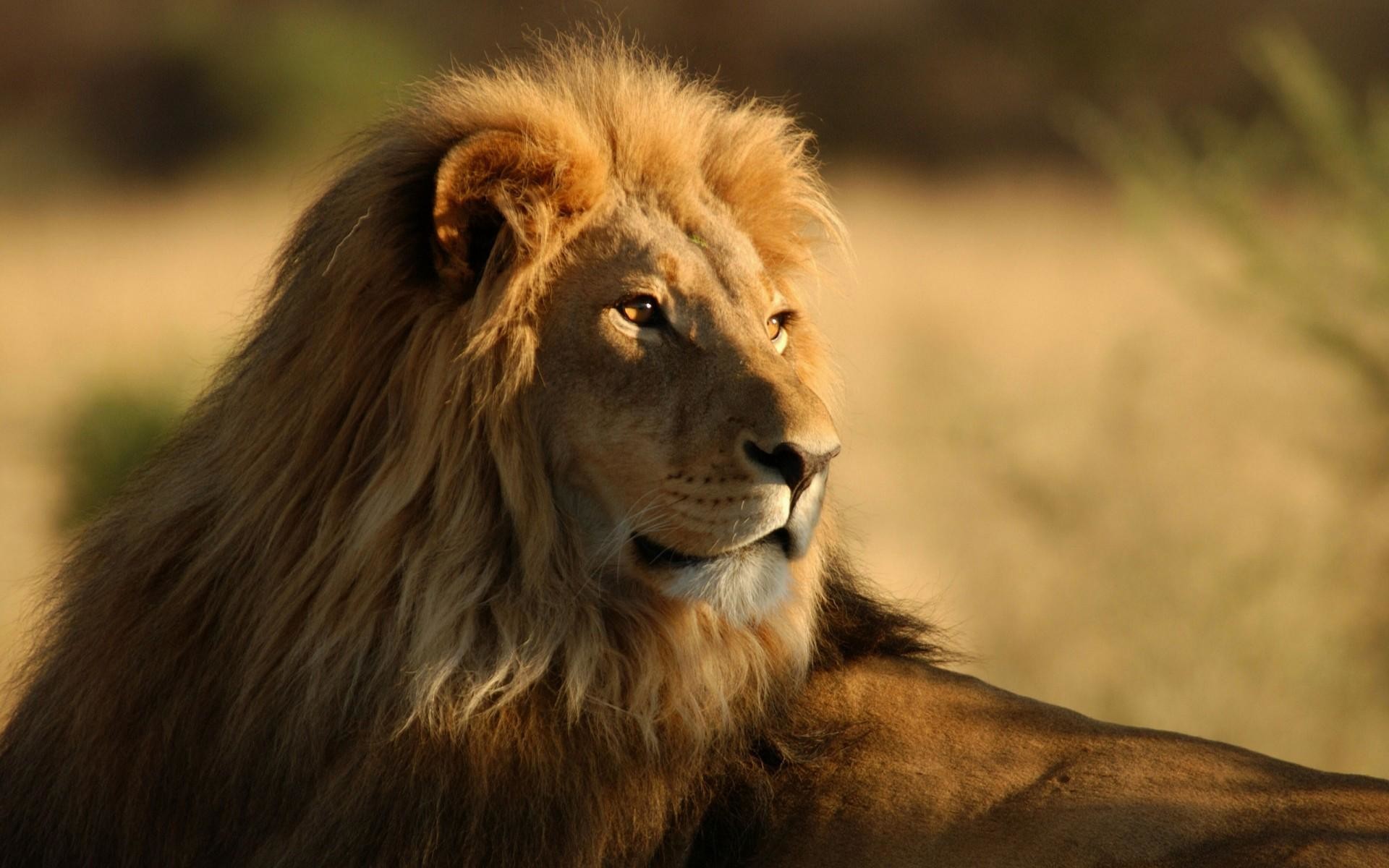 1920x1200 Lion-wild-cat-south-africa-wallpaper-animals-desktop