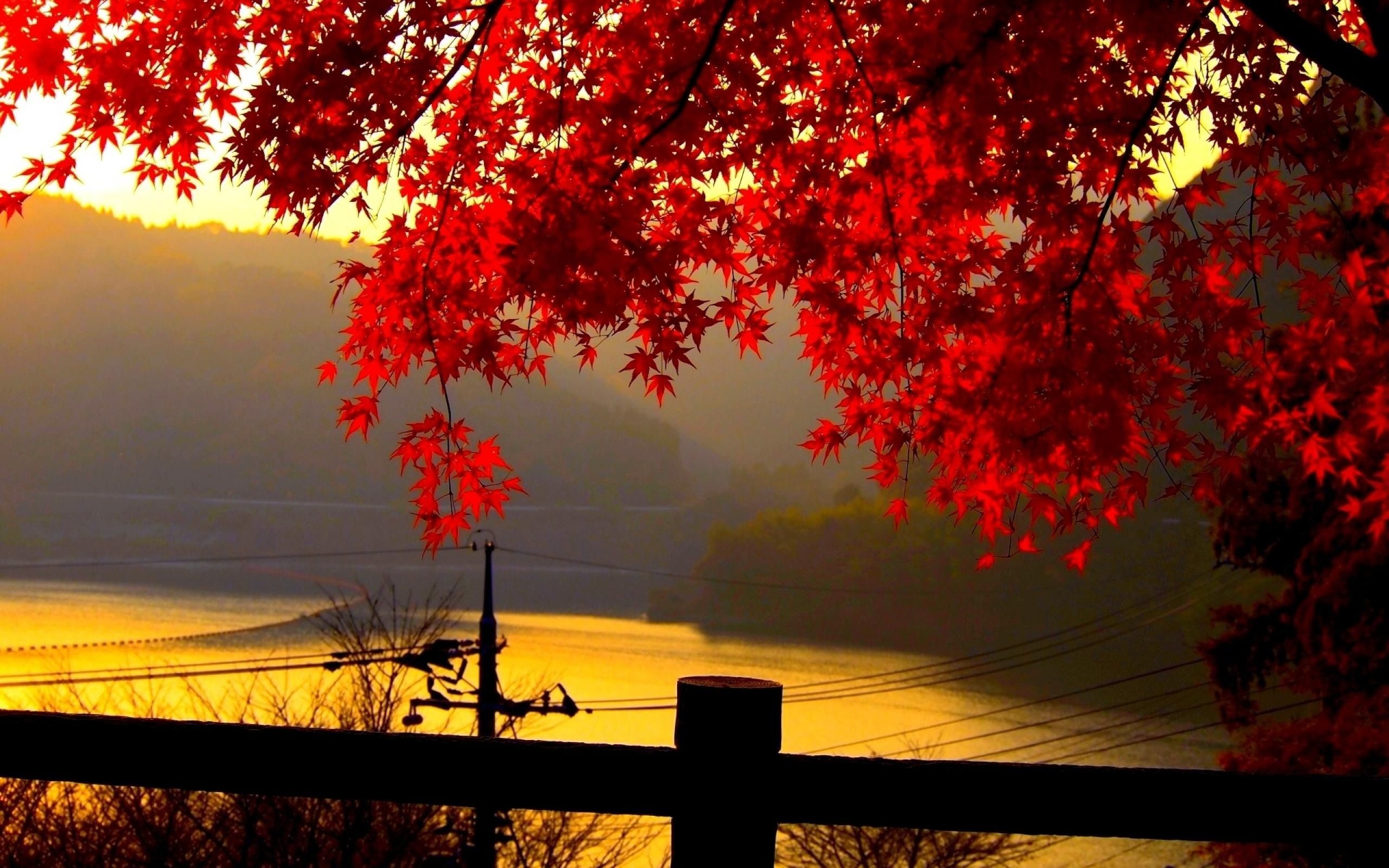2560x1600 Red autumn leaves at dusk autumn, leaves, dusk) via www.in. Find this Pin  and more on HD Wallpapers ...