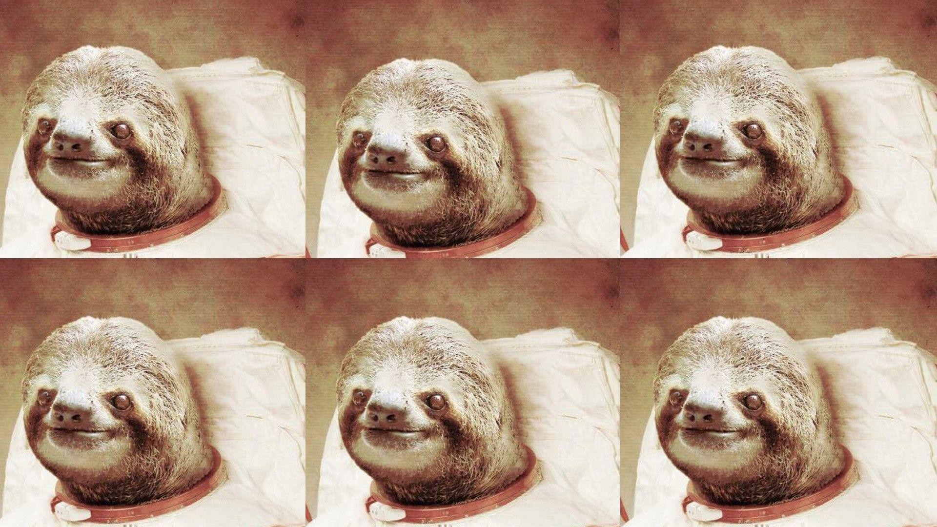 1920x1080 Sloth Wallpapers - Wallpaper Cave