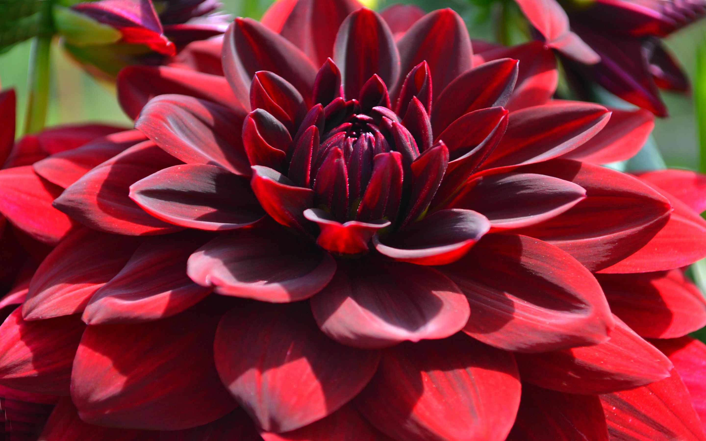 2880x1800 Download Red Dahlia Macro Flowers Desktop Hd Wallpapers For Mobile Phones  And Computer 2880Ã1800