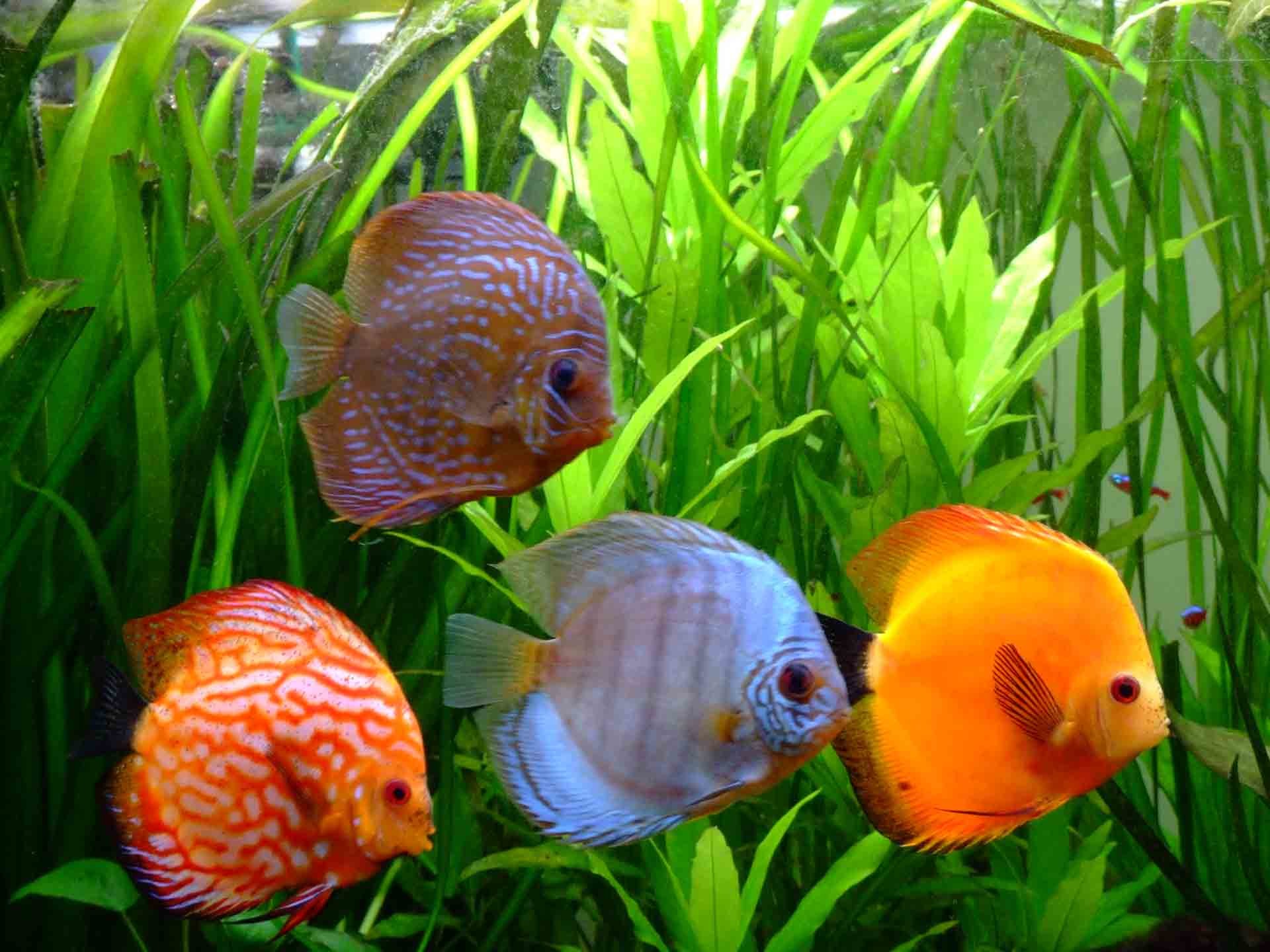 1920x1440 Symphysodon Discus Latest HD Wallpapers Free Download | HD Free .