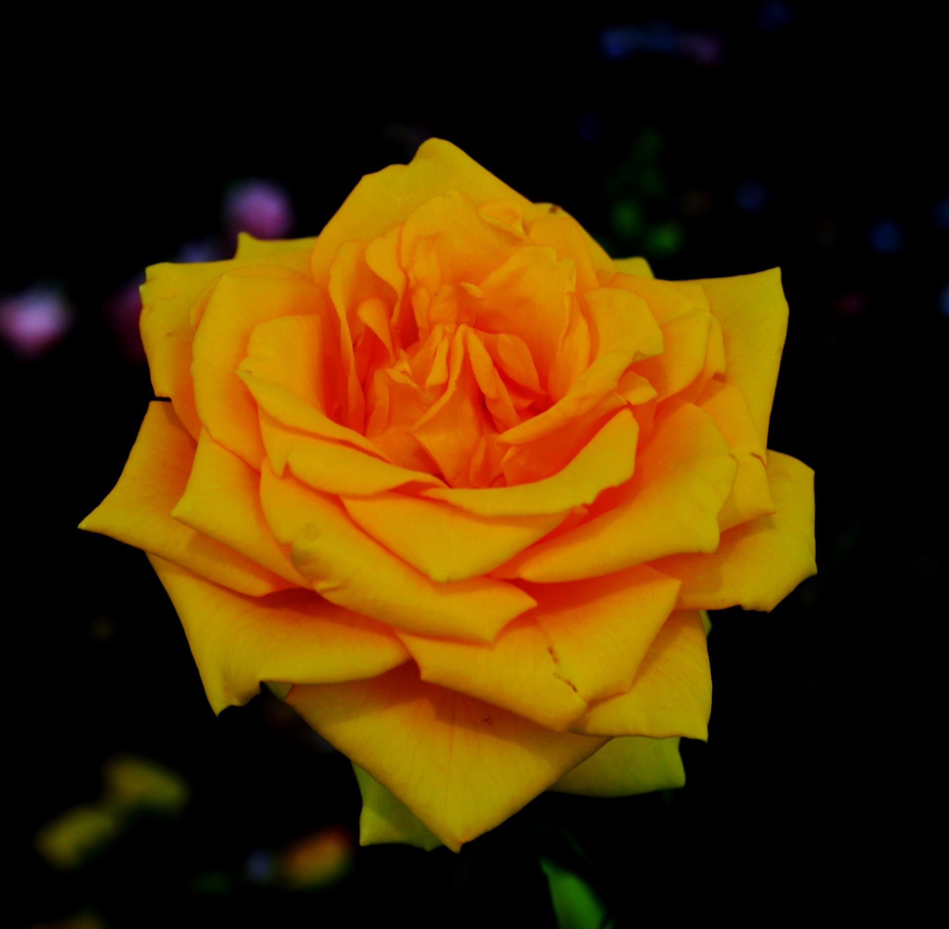 1920x1880 yellow rose beauty wallpapers hd free