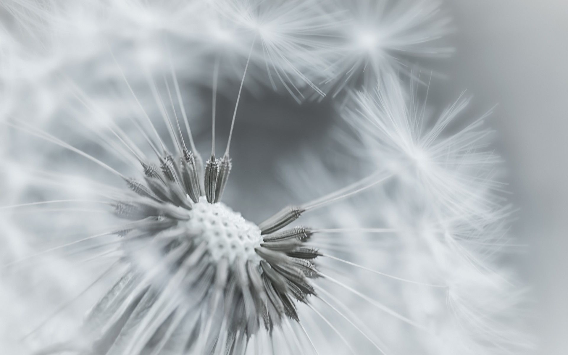 1920x1200 Wallpaper Dandelion, Flower, Feathers, Seeds, Black and white