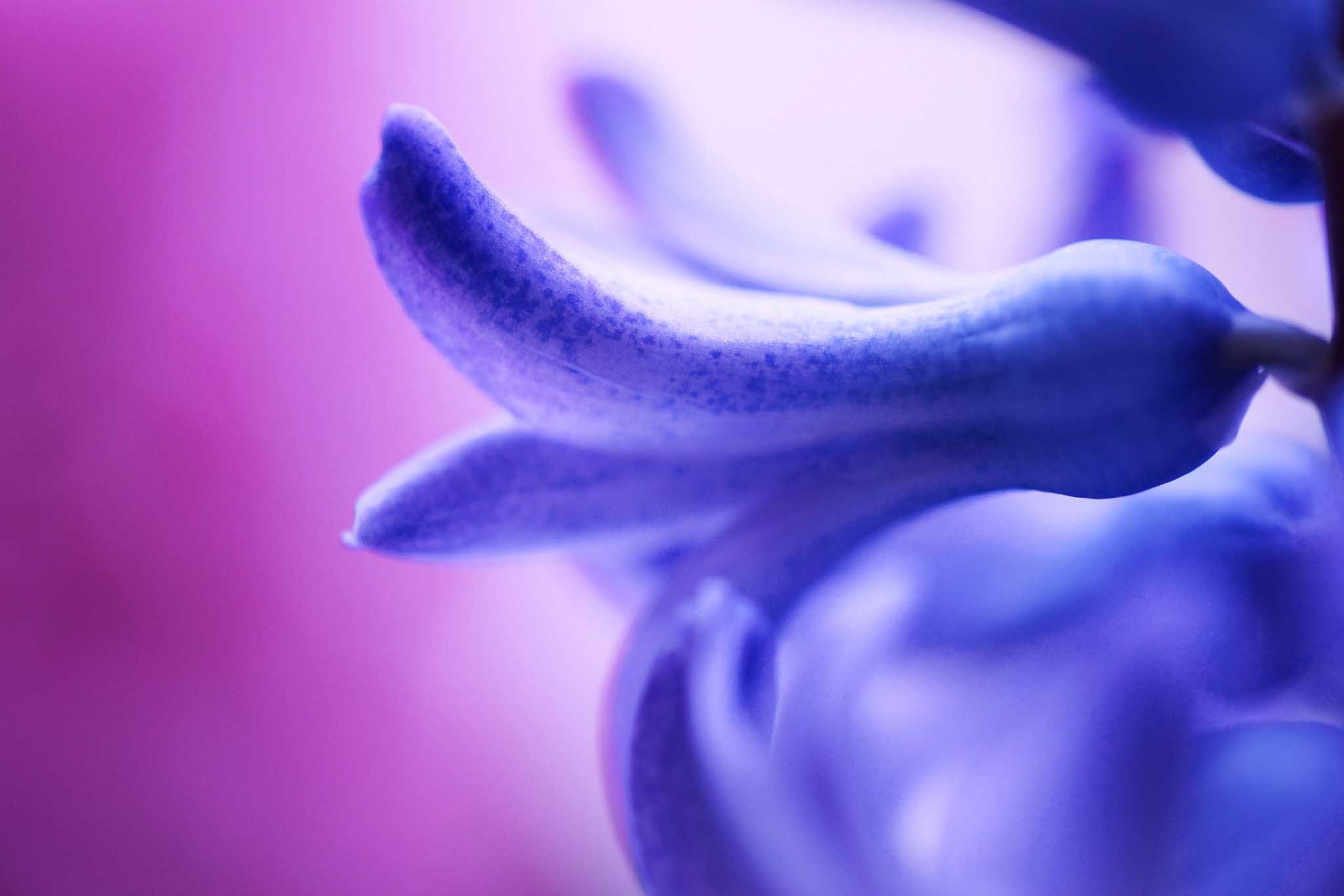 2048x1365 Hyacinth-Flower-HD-Wallpapers