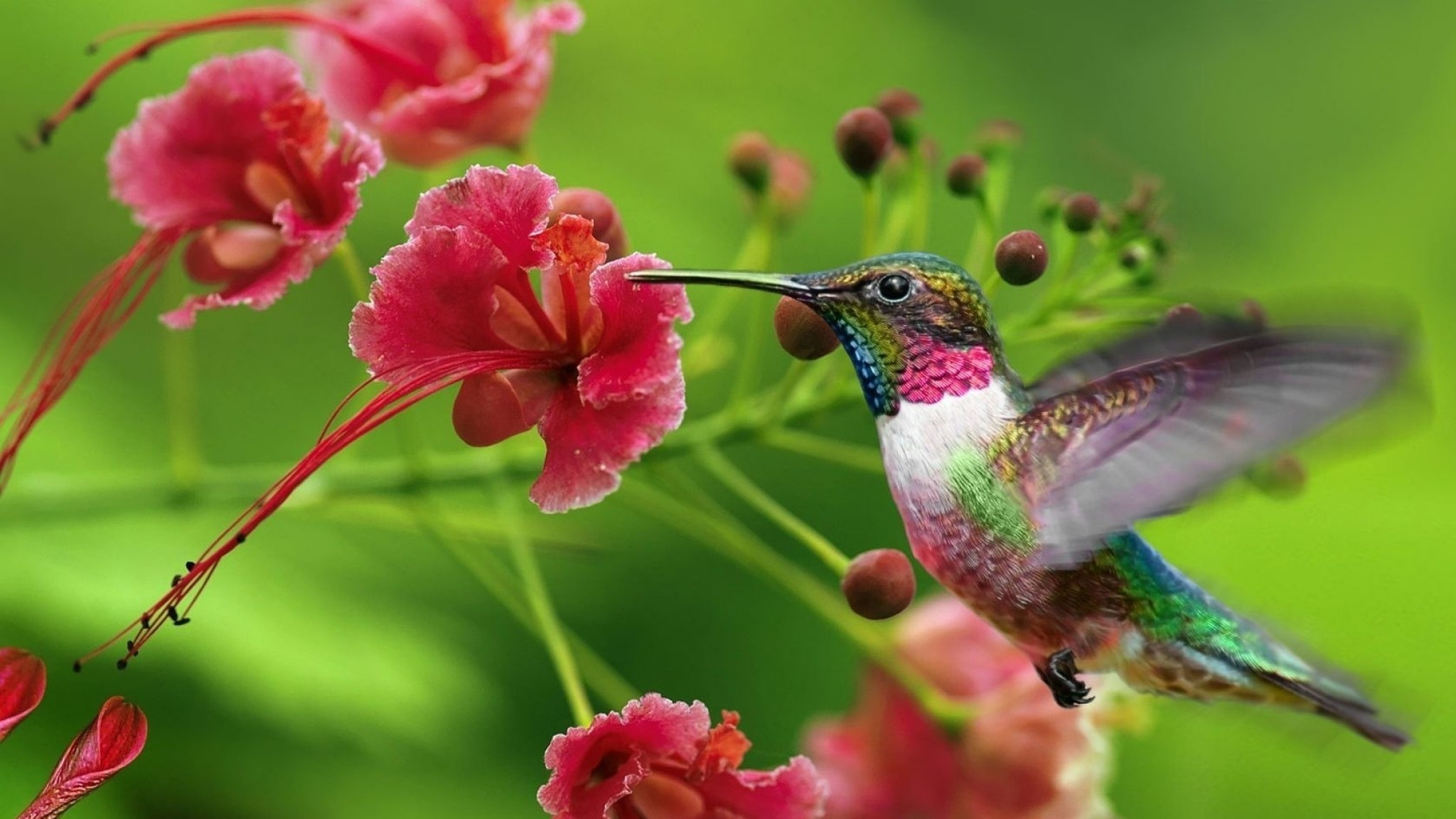 2048x1152  Wallpaper hummingbirds, exotic flower, swing