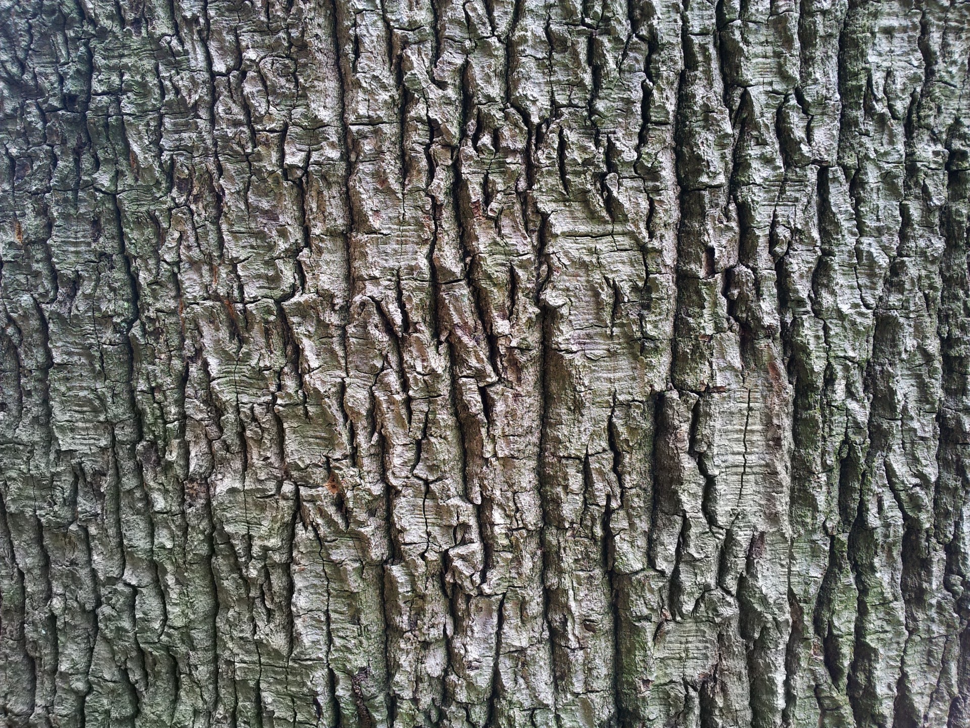1920x1440 Old Tree Bark Wallpaper, Tropical
