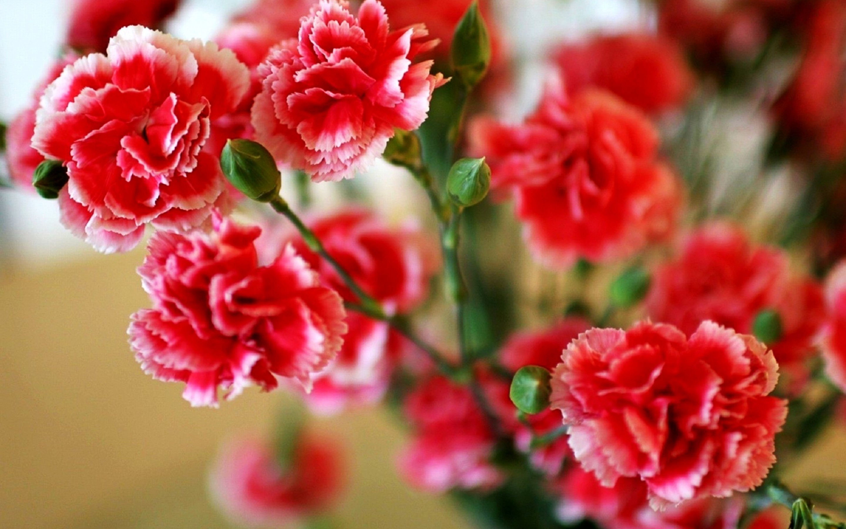 2880x1800 Free download Carnation Flowers wallpaper for android, iphone, blackberry  and desktop wallpaper. Get