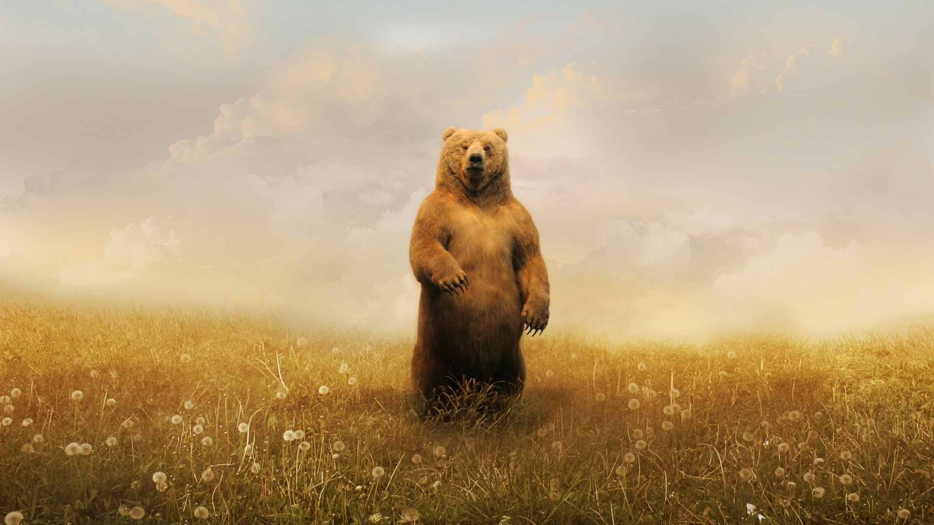 1920x1080 Brown Bear, Terrestrial Animal, Tundra, Fauna, American Black Bear Full HD,  HDTV, 1080p 16:9 Wallpaper in 