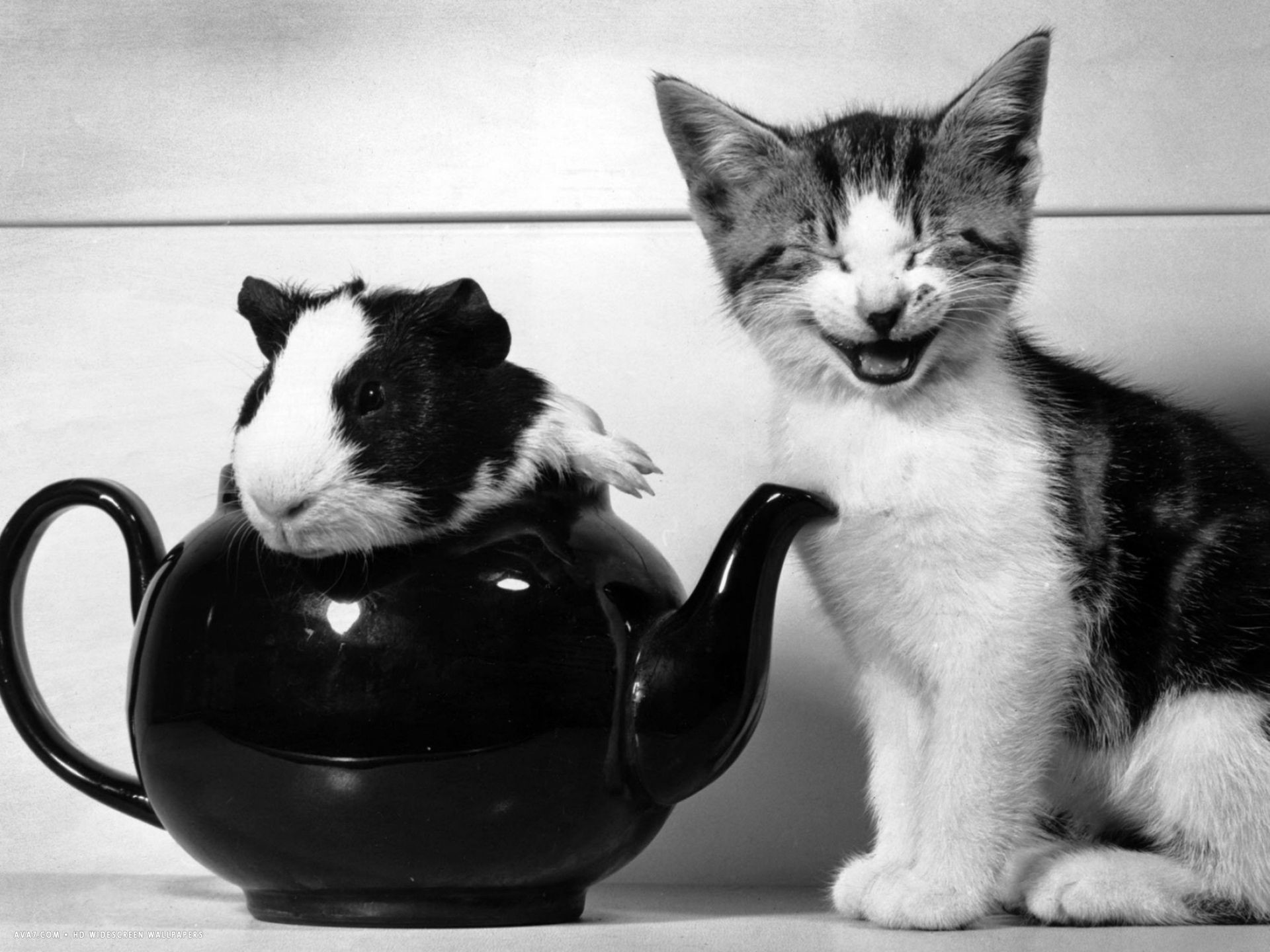 1920x1440 pinkie the guinea pig and perky the kitten tottenahm london september 1978