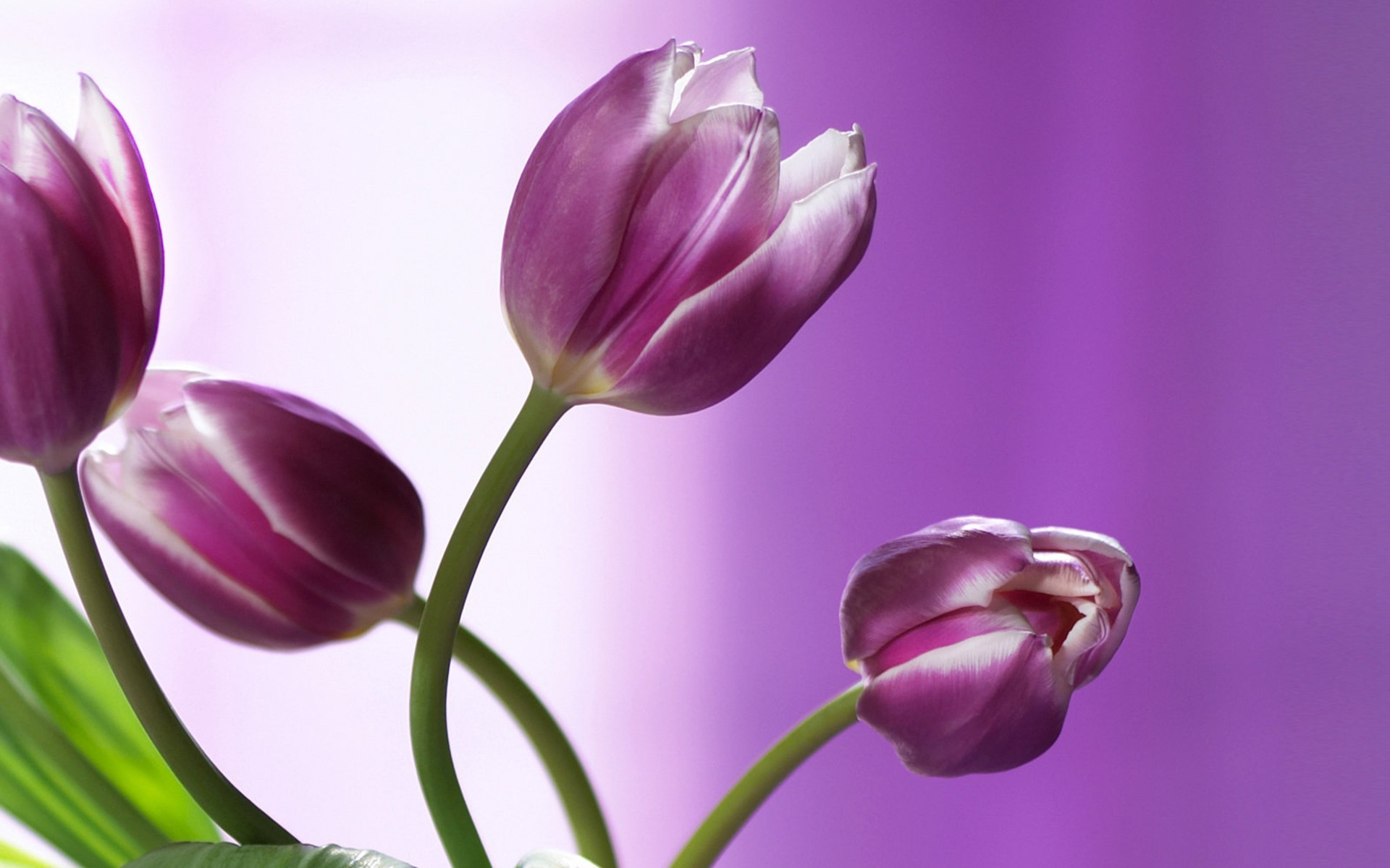 1920x1200 flowers, Nature, Tulips, Purple Flowers Wallpapers HD / Desktop and Mobile  Backgrounds