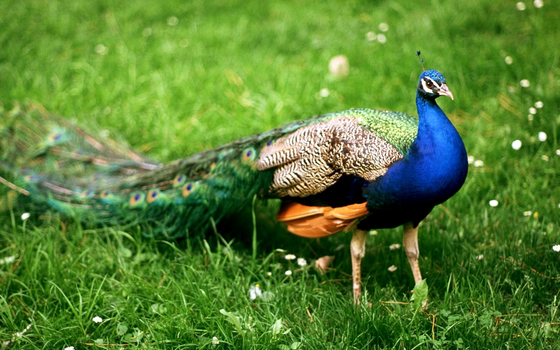 Beauty Peacock Wallpapers - Wallpaper Cave