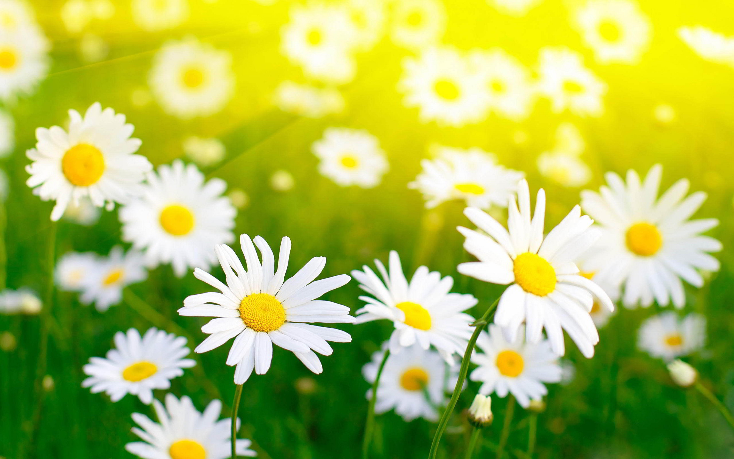 Daisy wallpapers hd desktop backgrounds images and pictures
