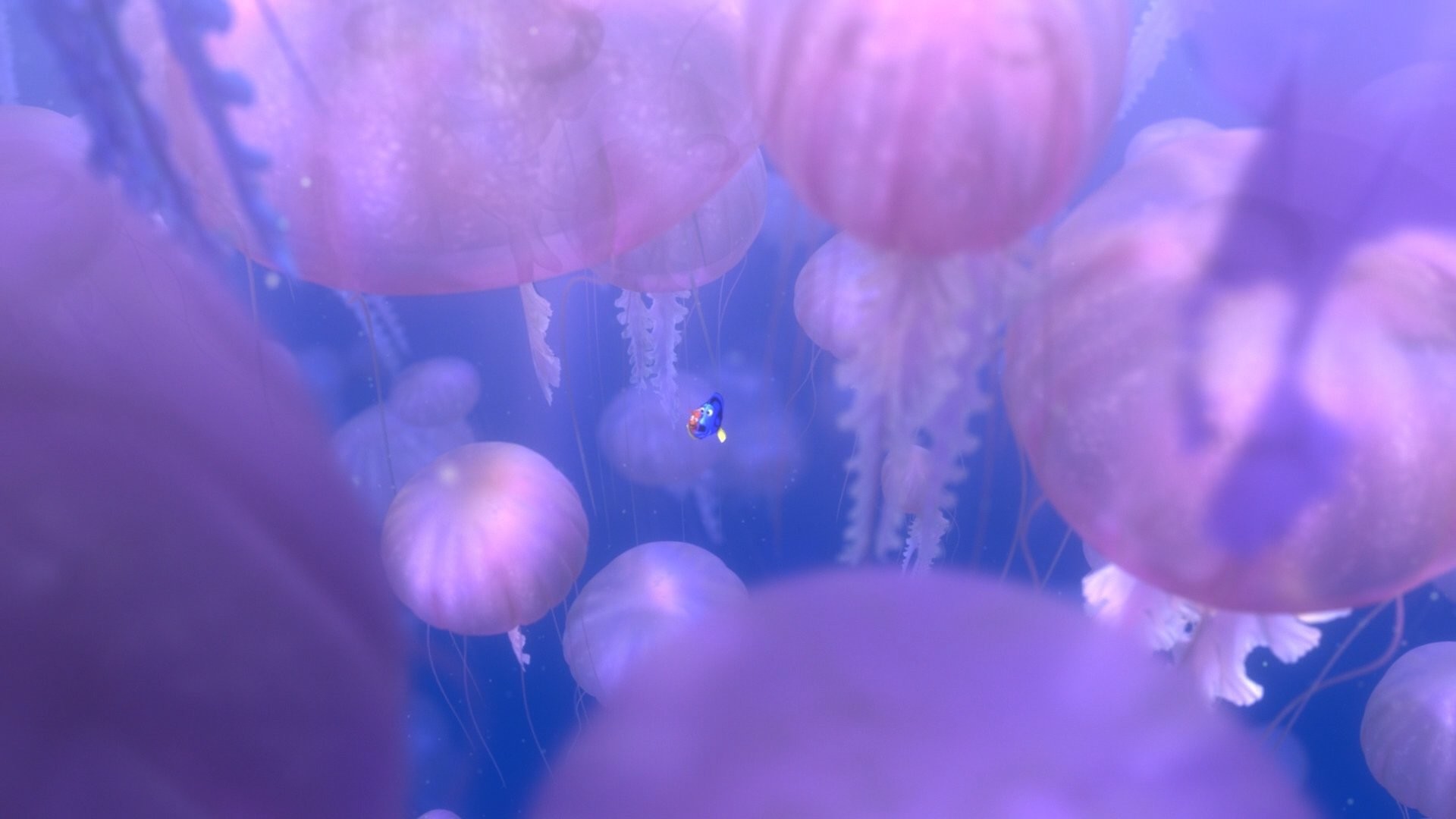 1920x1080 FINDING NEMO animation underwater sea ocean tropical fish adventure family  comedy drama disney 1finding-nemo jellyfish wallpaper |  | 567480  | ...