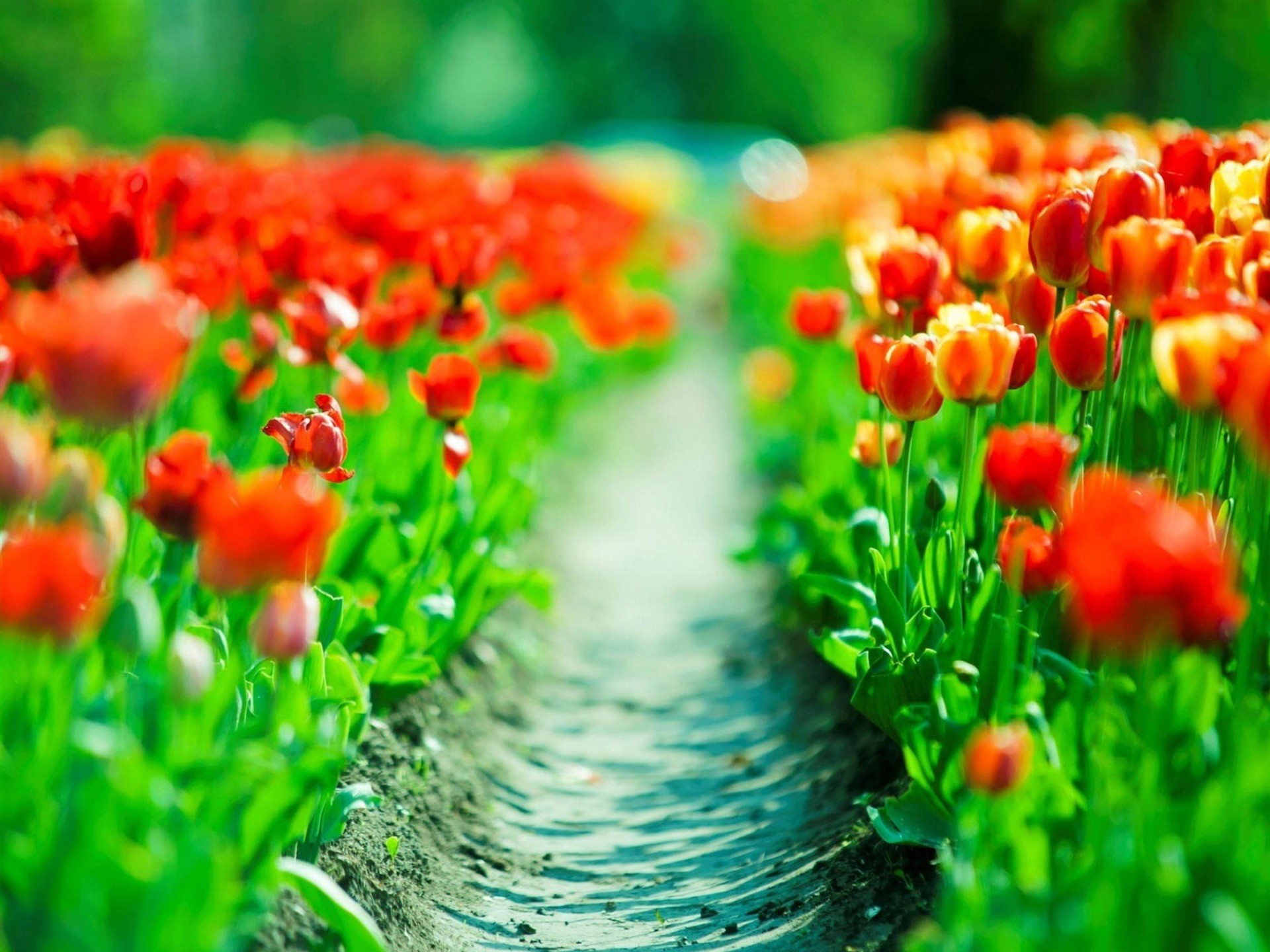 1920x1440 wallpaper.wiki-Beautiful-Spring-Tulips-Background-Free-Download-