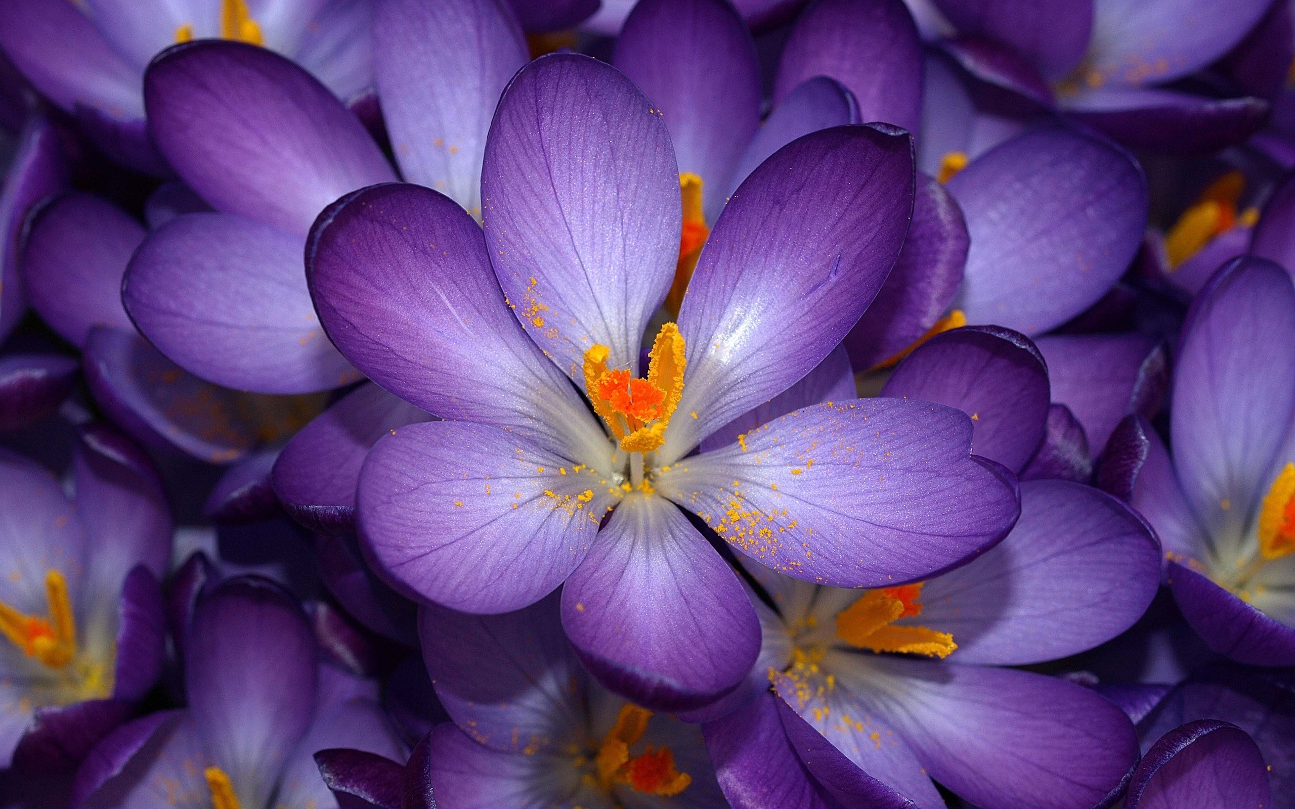 2560x1600 Purple Crocus Wallpaper Flowers Nature