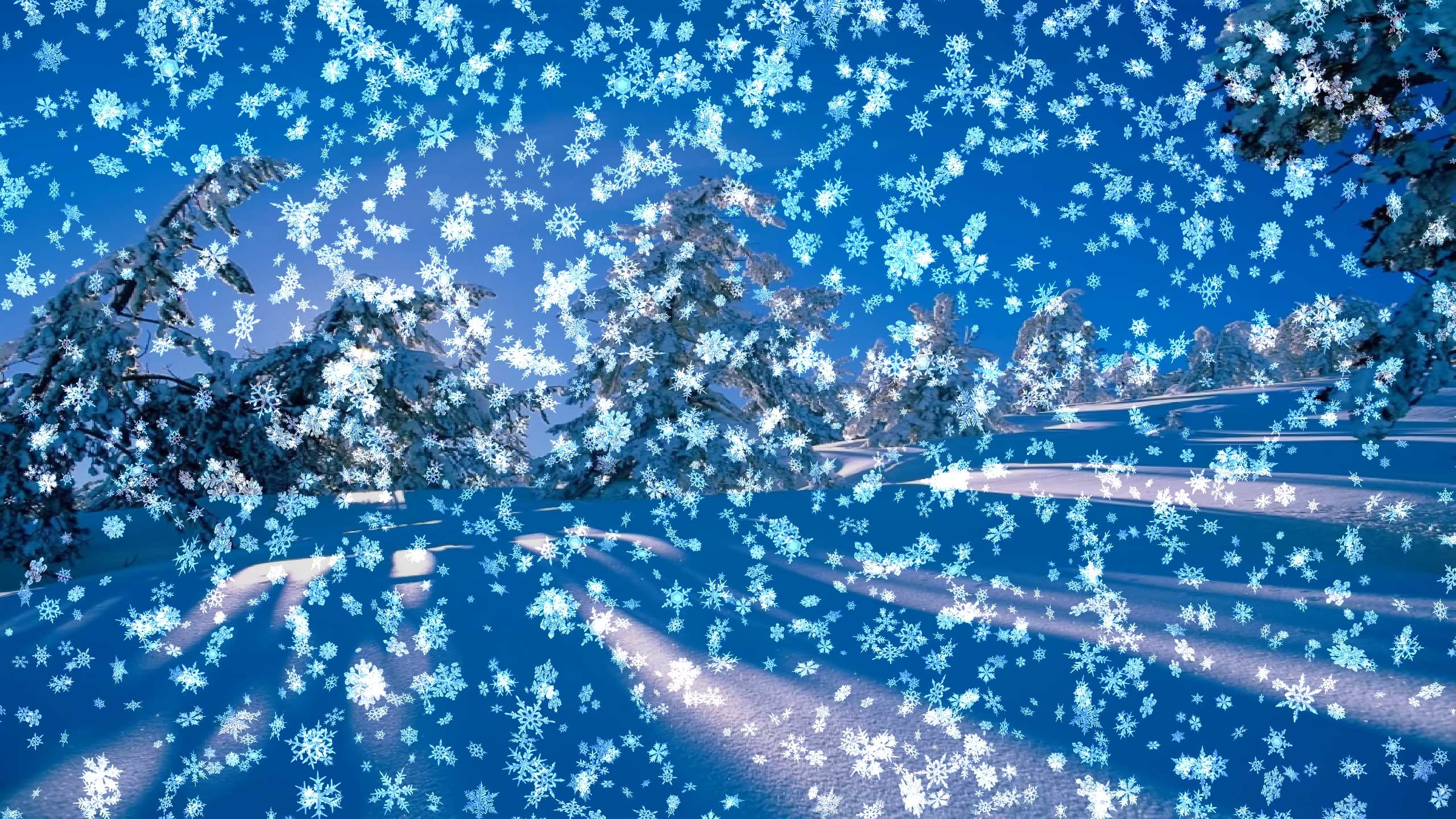 2560x1440 A beautiful snow scene with falling snow on your desktop, blue sky, trees  covered with snow. Animated falling ...