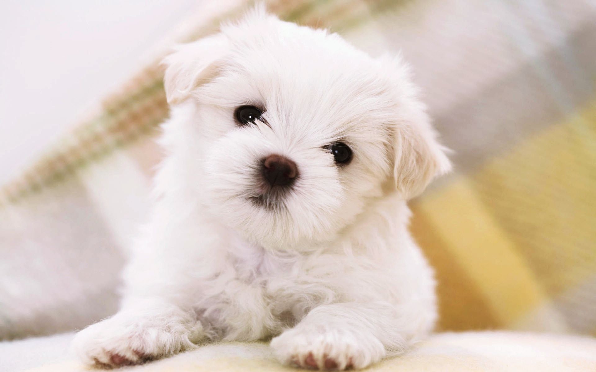 1920x1200 cute-Puppy