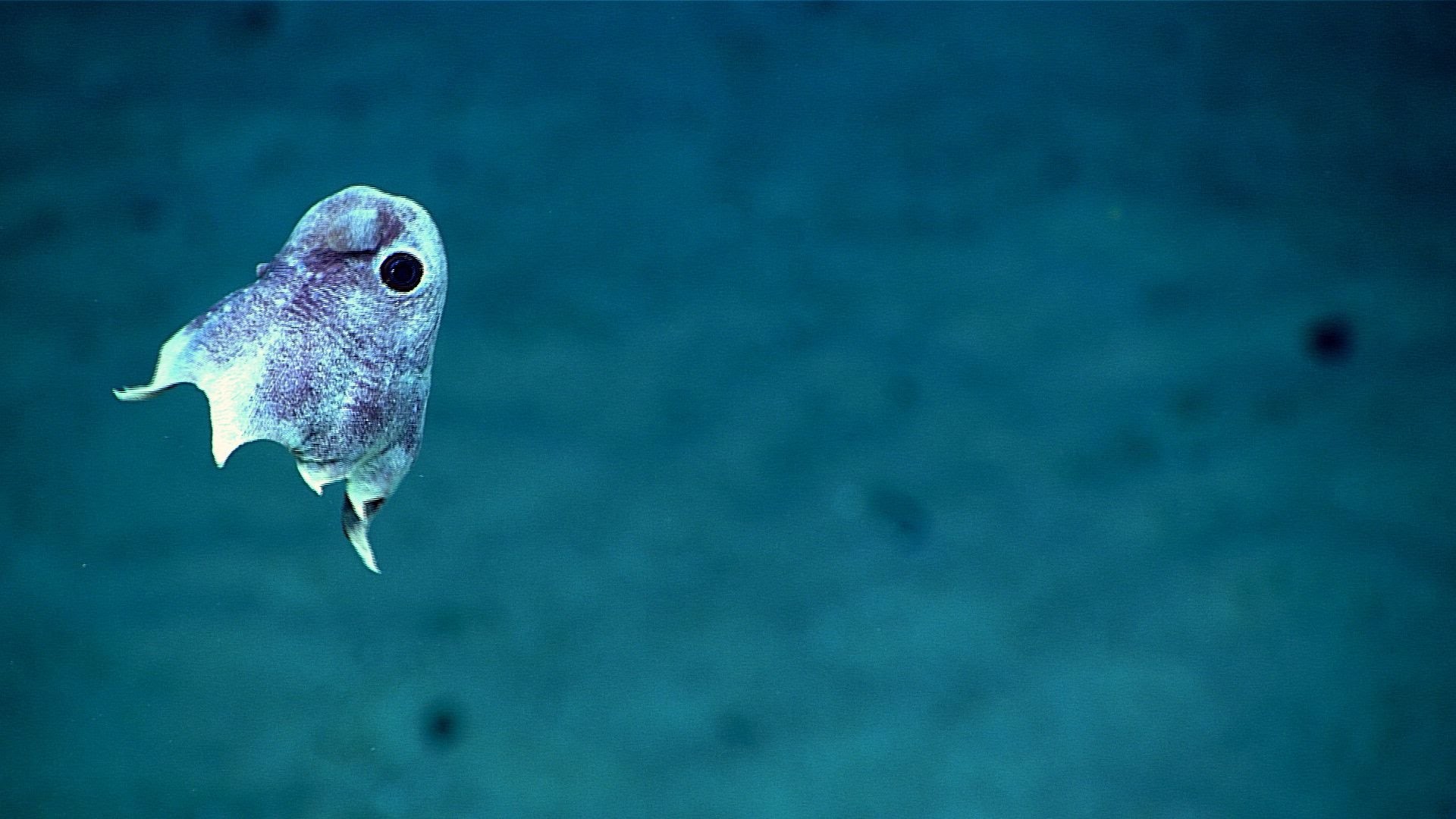 1920x1080 Scientists just captured stunning images of deep sea creatures - YouTube