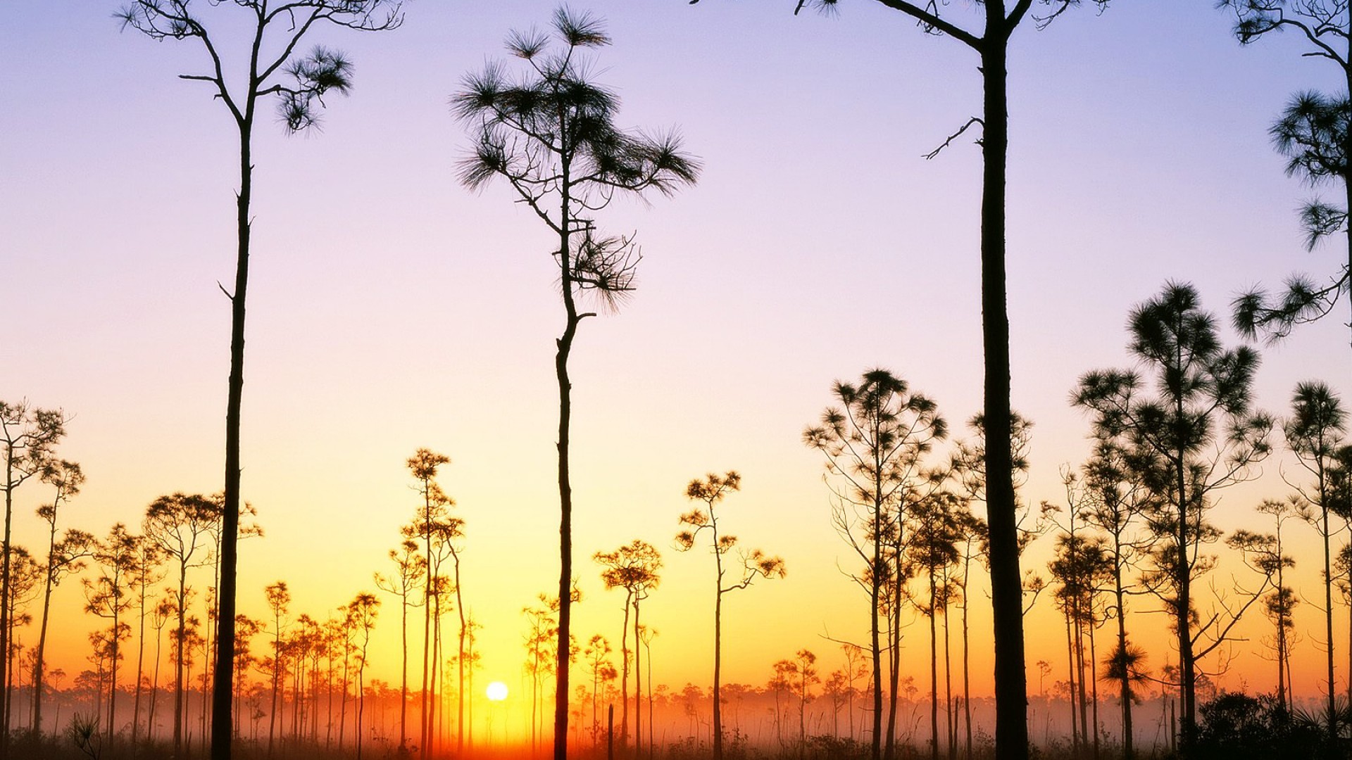 1920x1080 Silhouetted Pines at Sunrise, Everglades National Park, Florida  HD  Wallpaper / Hintergrundbild