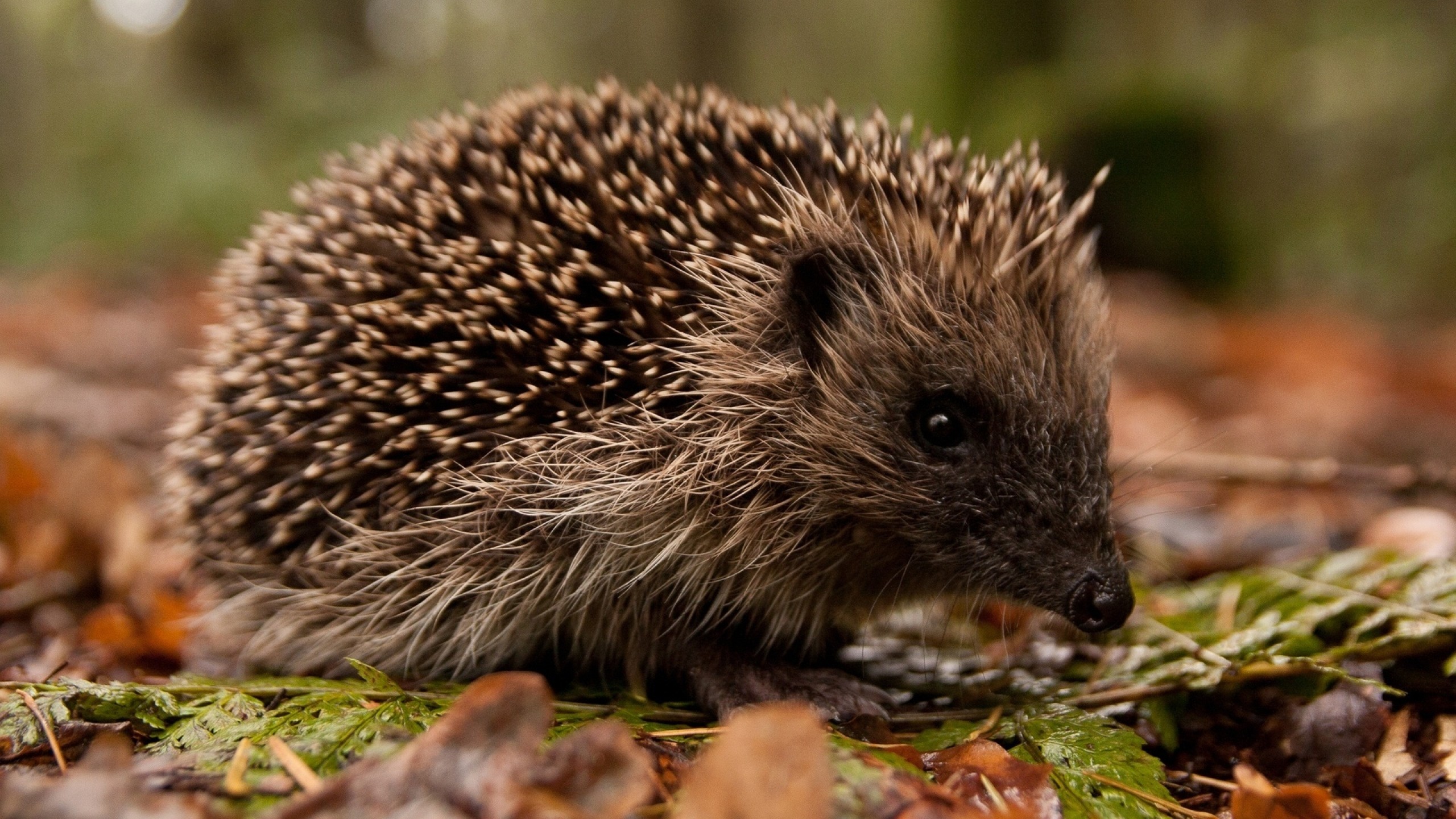 2560x1440  Wallpaper hedgehog, leaves, grass, autumn, spines, muzzle