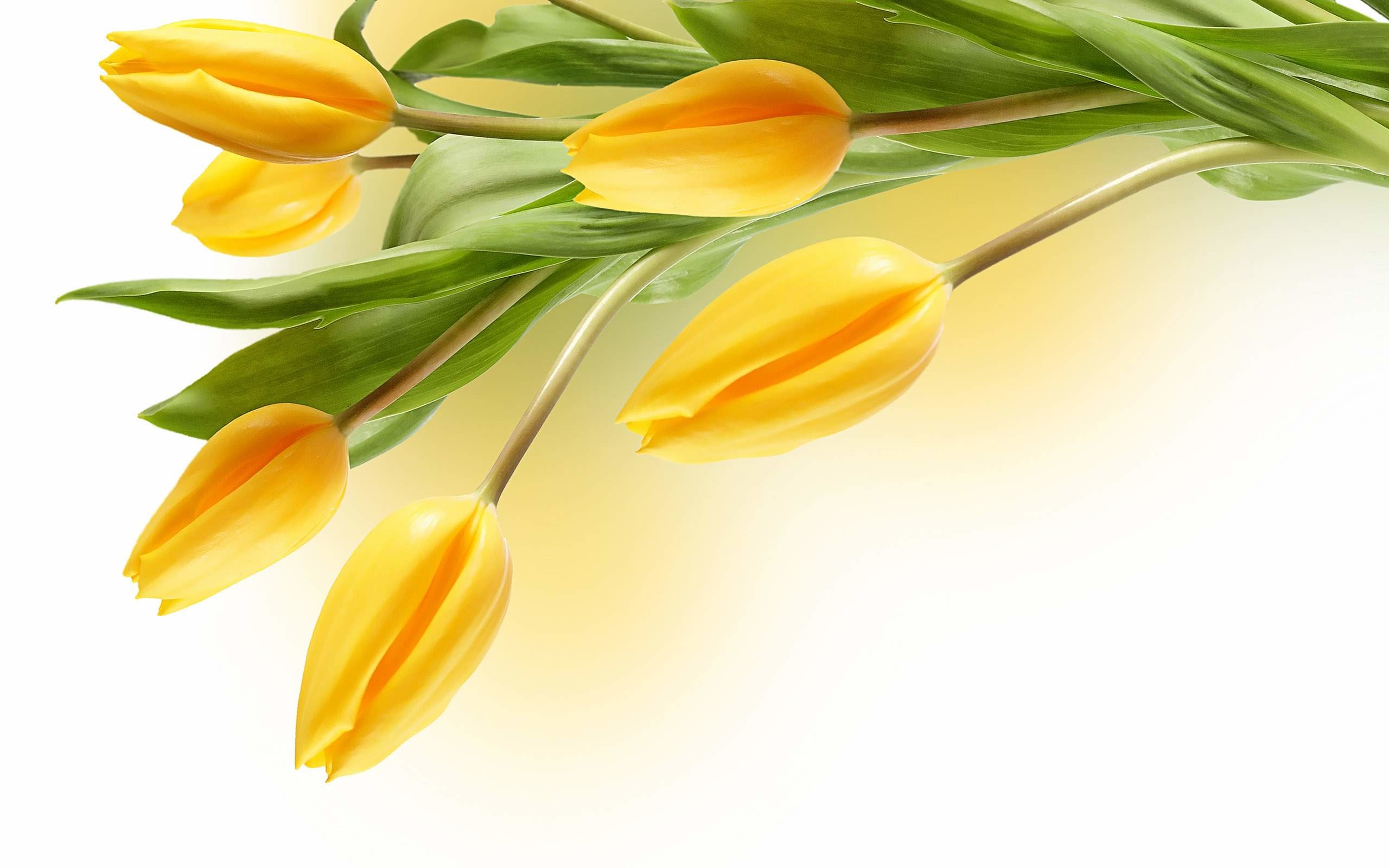 2560x1600 Tulip Flower Yellow